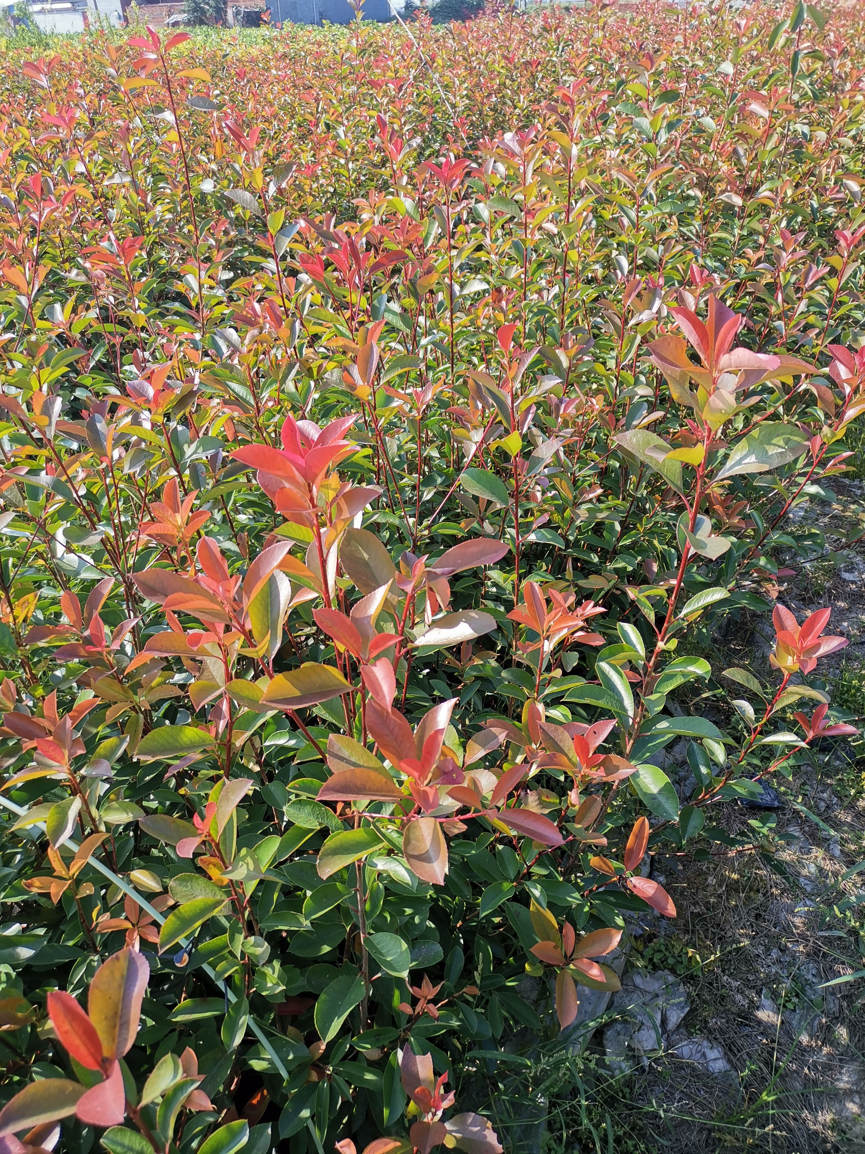 短叶雪松 雪松，红叶石楠小杯苗