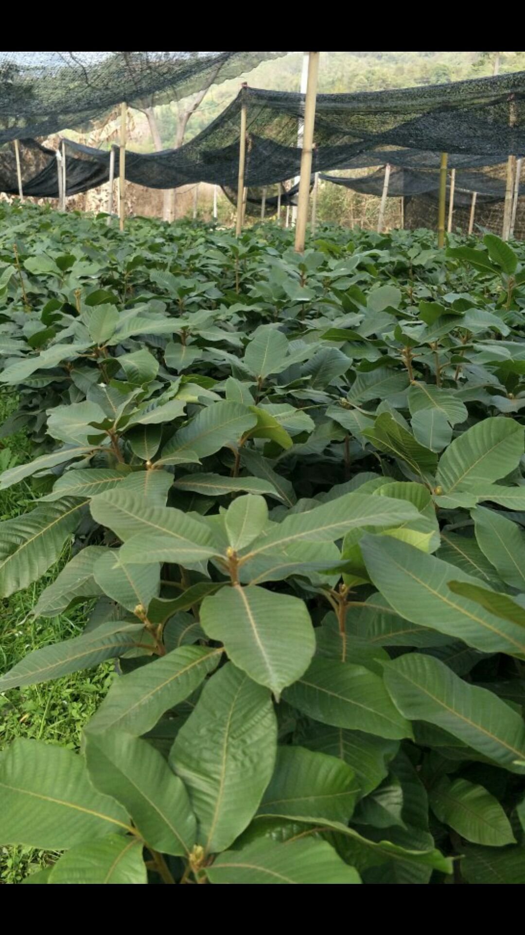 高岗大叶风流果苗，品种优良，皮薄肉厚，果大早熟品种。带泥发苗