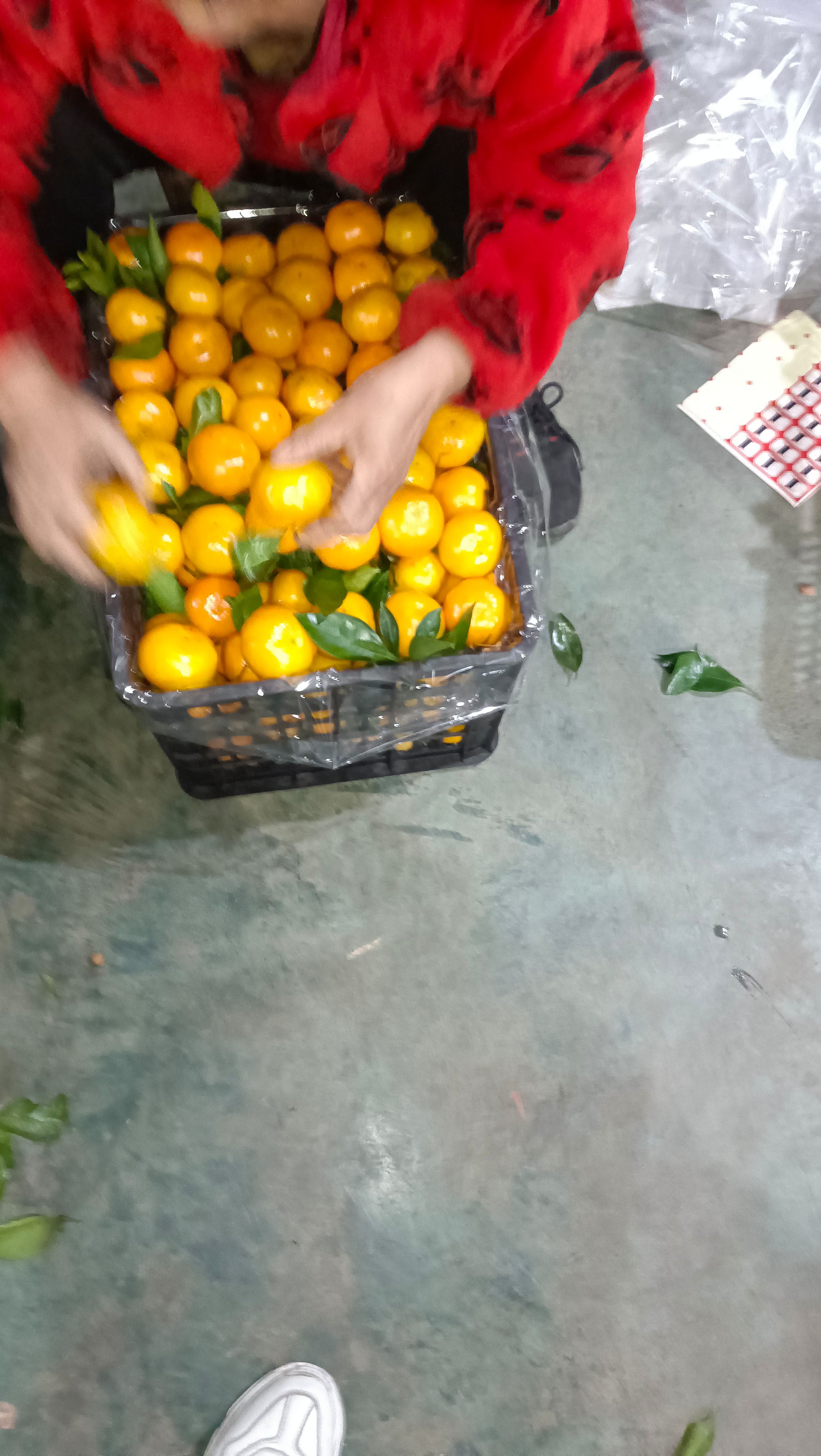 高山蜜橘湖北宜昌薄皮化渣。无子无渣口感纯甜，地头货源上市走货