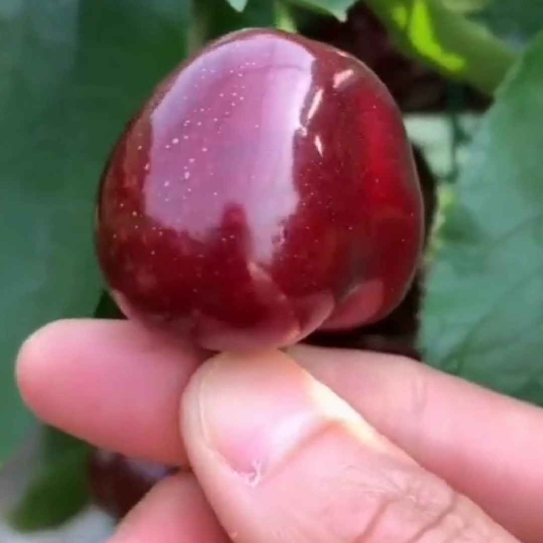 齐早樱桃苗 美早樱桃苗 樱桃树 樱桃树苗 俄罗斯八号樱桃树