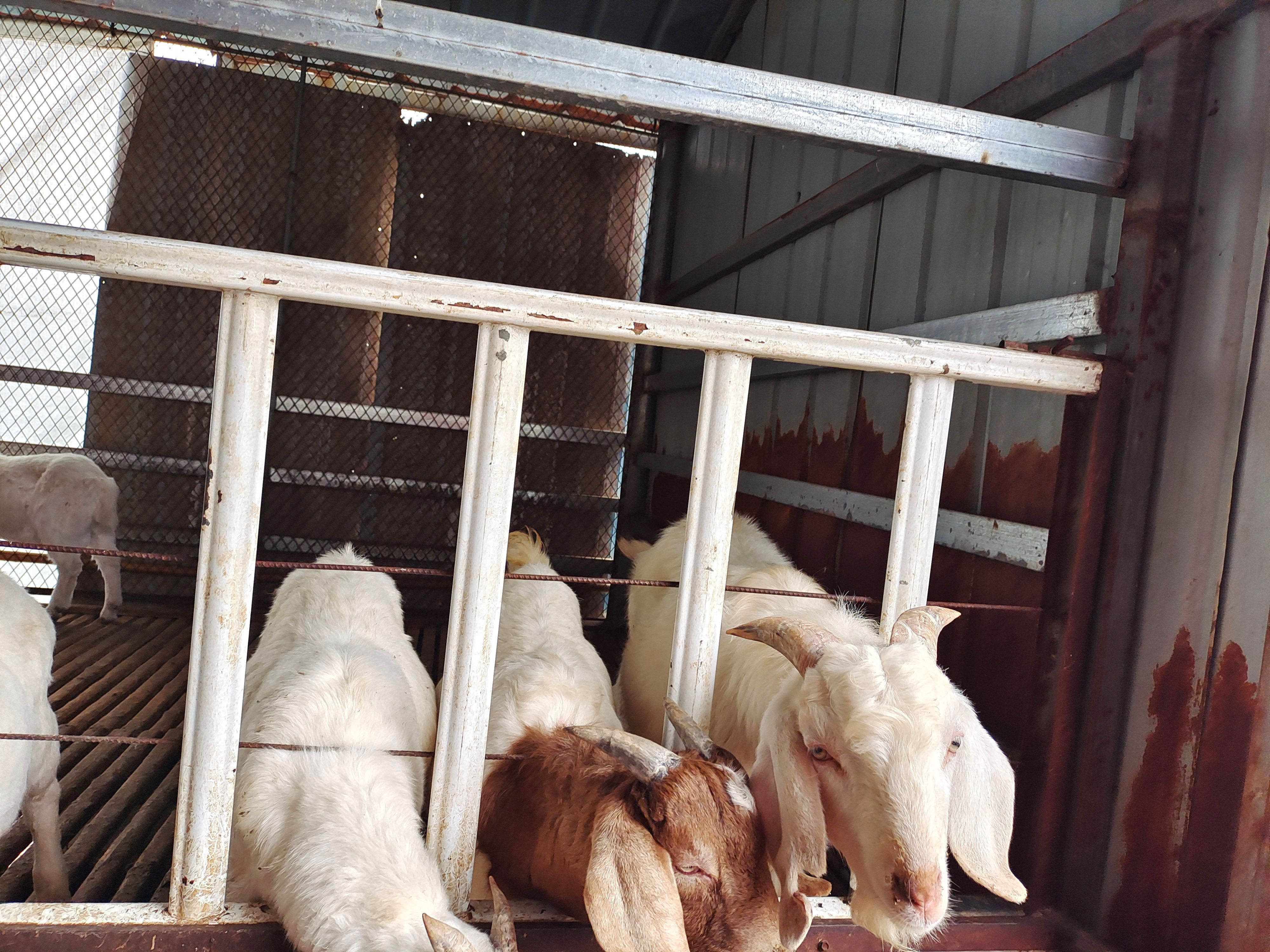  波尔山羊  波杂，自家羊场自繁自养，欢迎来选购