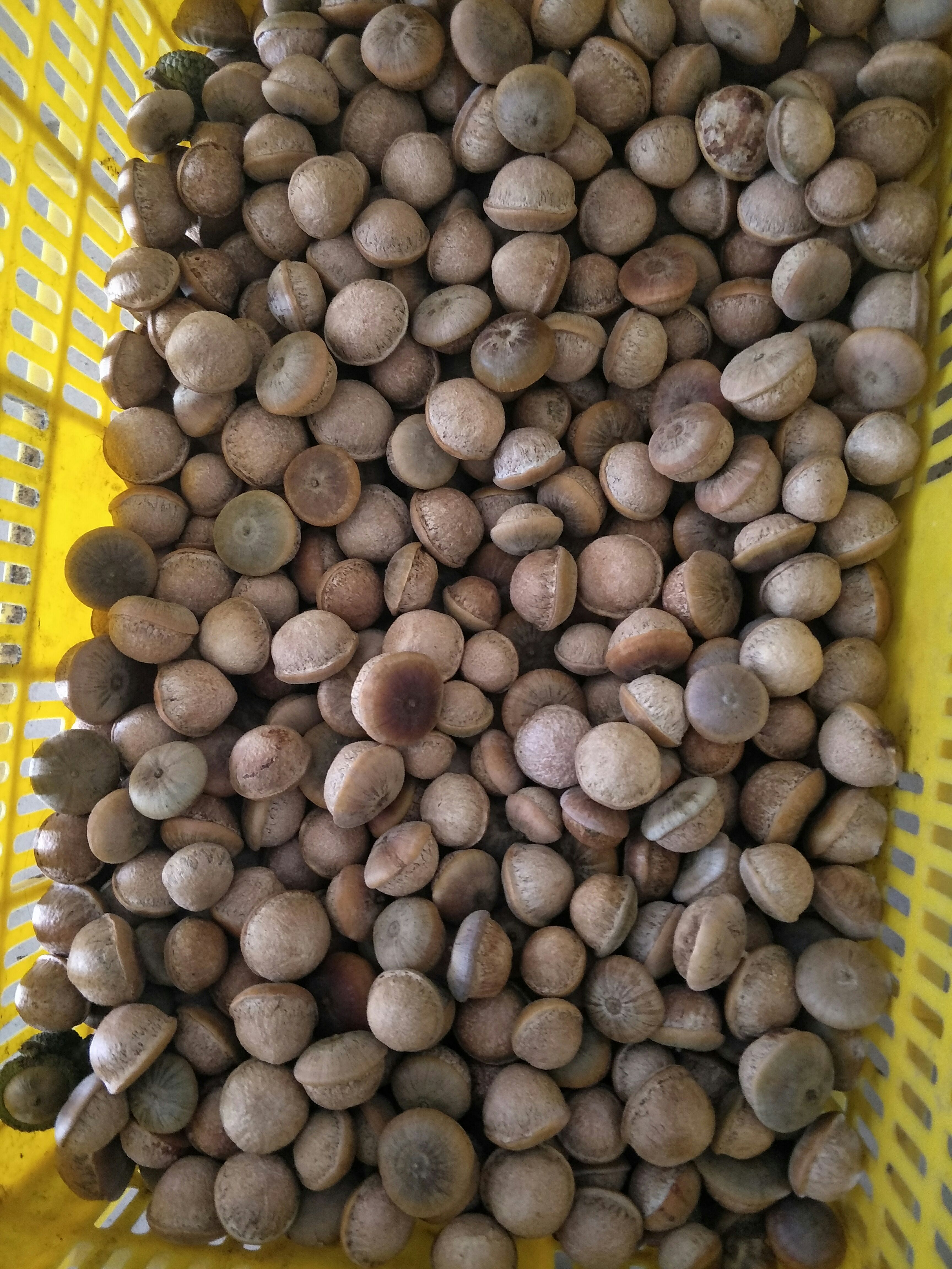 高岗大叶风流果苗，品种优良，皮薄肉厚，果大早熟品种。带泥发苗