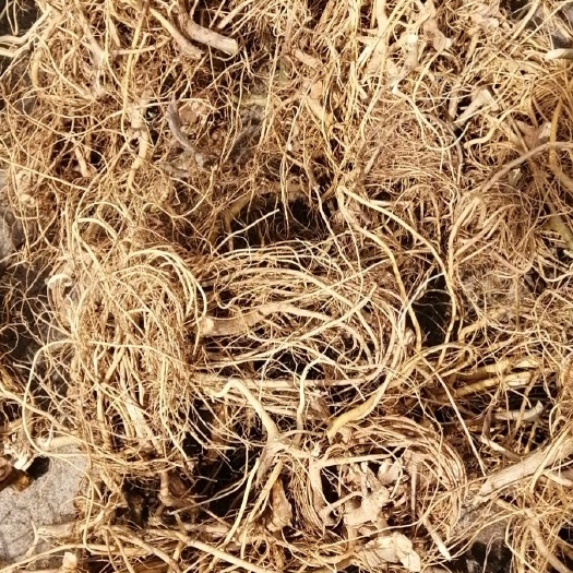 博罗县牛奶树根 厂家直销白花牛奶根