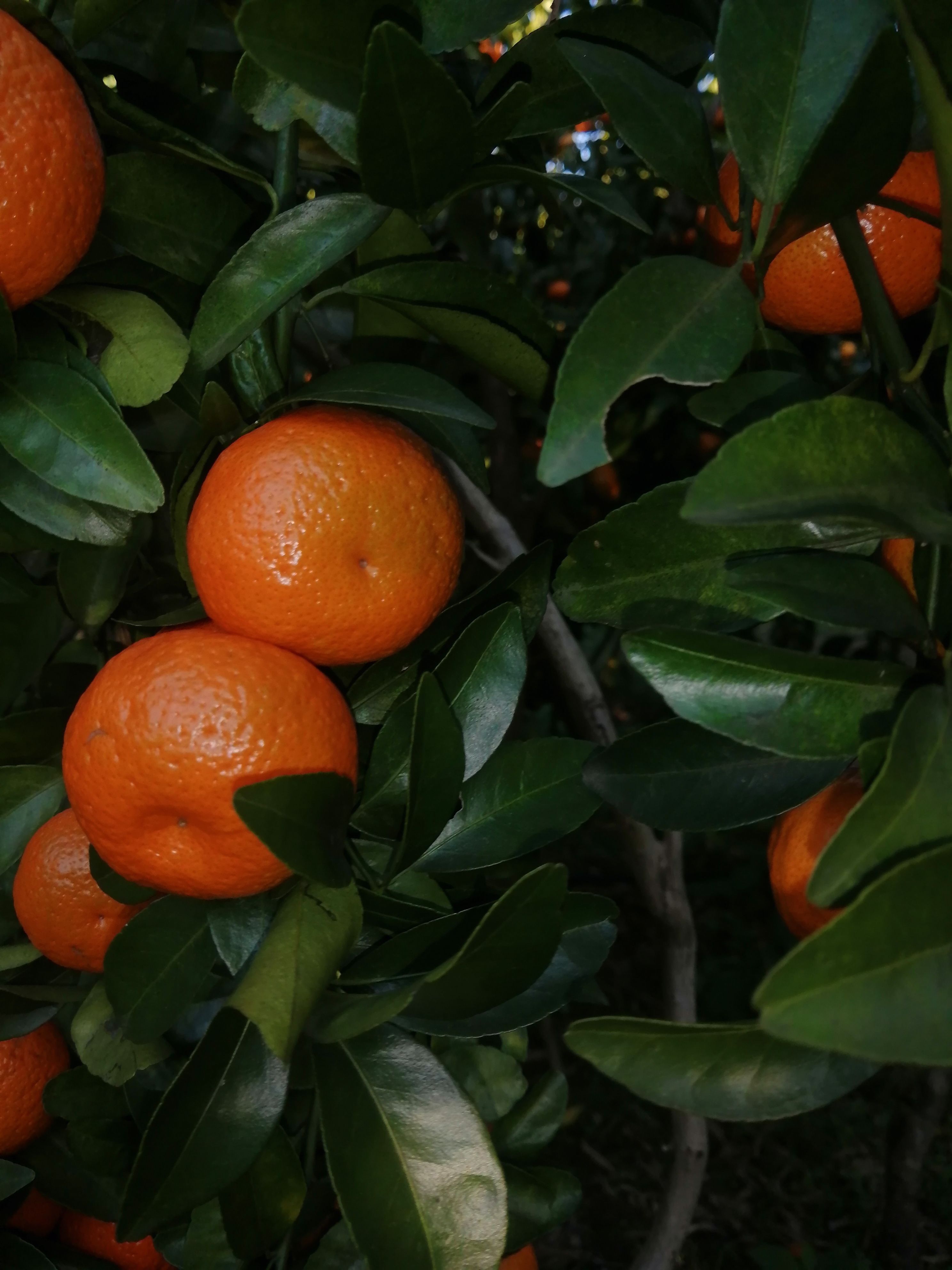  沙糖桔，老沙颜色好，无籽无渣入口即化