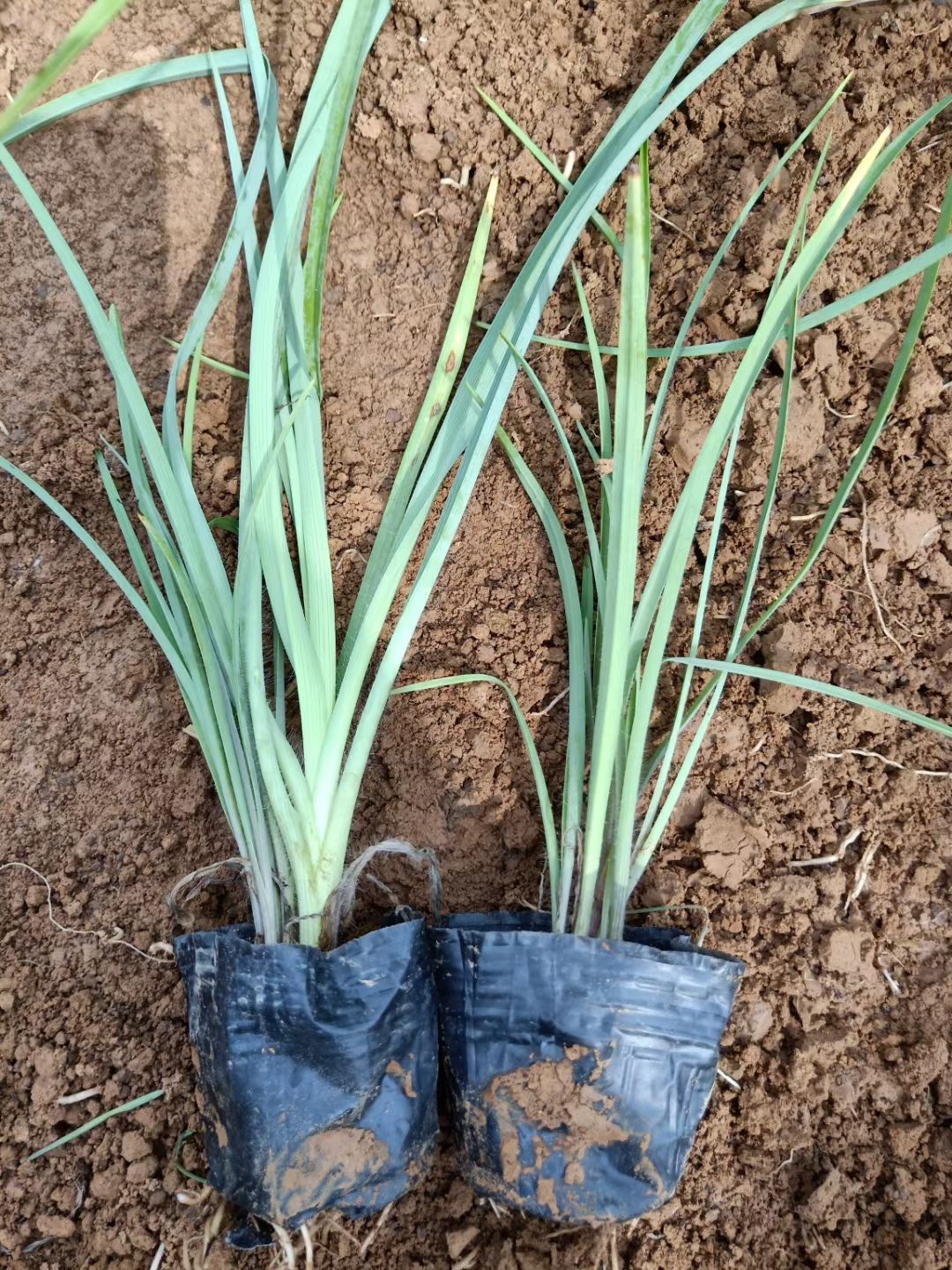 紫露草地被植物 青州发货 山东潍坊培育