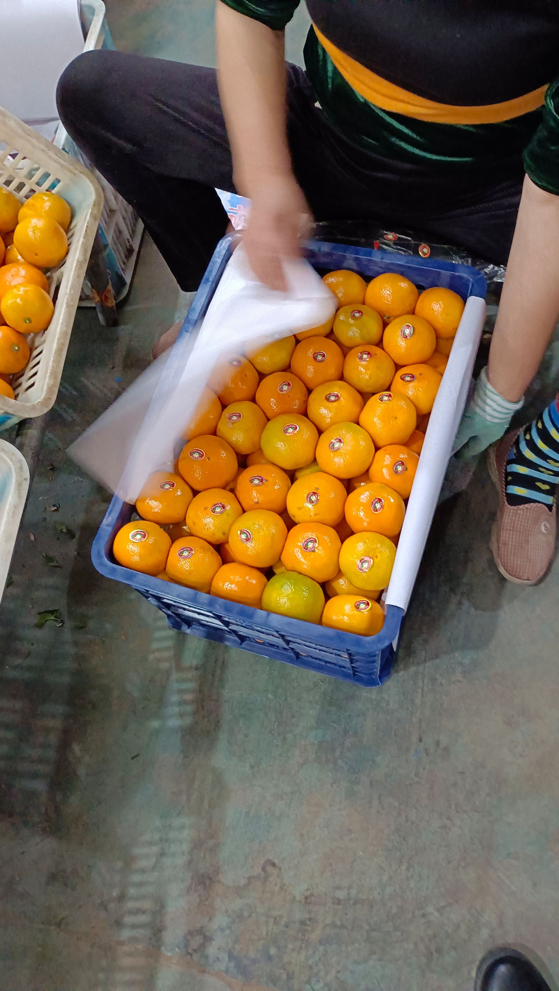 高山蜜橘湖北宜昌薄皮化渣。无子无渣口感纯甜，地头货源上市走货