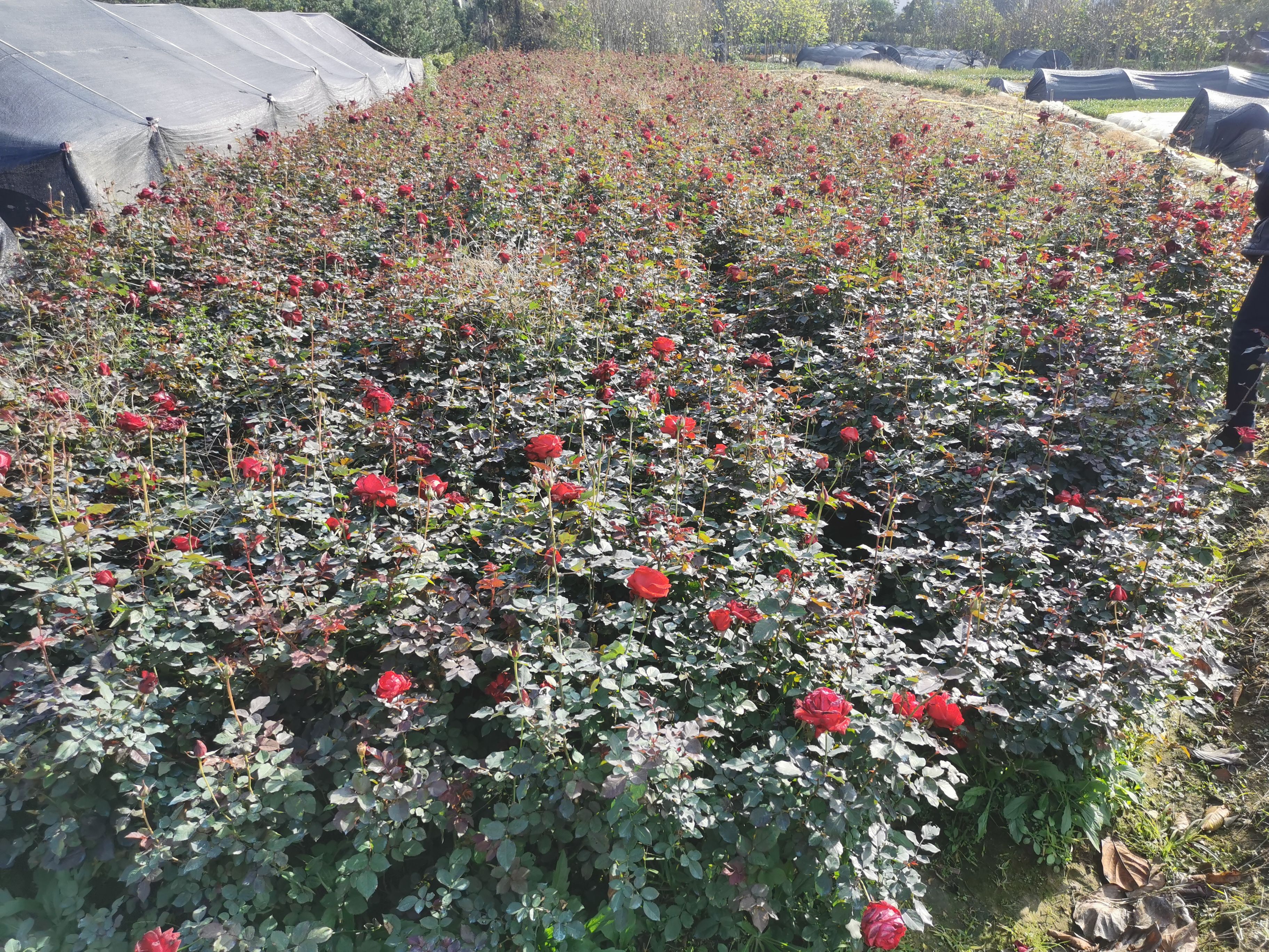  场地直销 玫瑰苗 丰花月季 量大价优