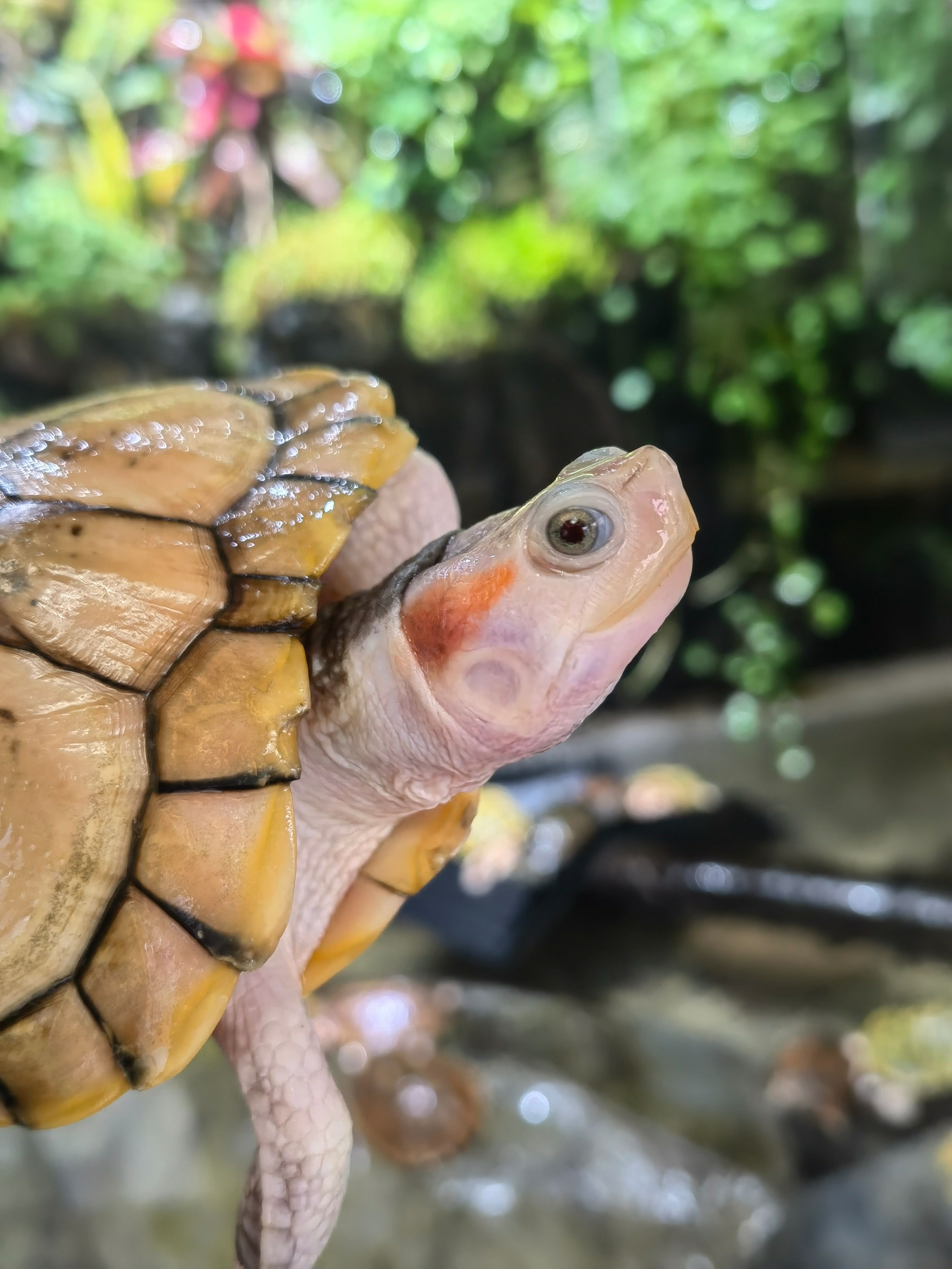 巴西龟 黄金果冻龟