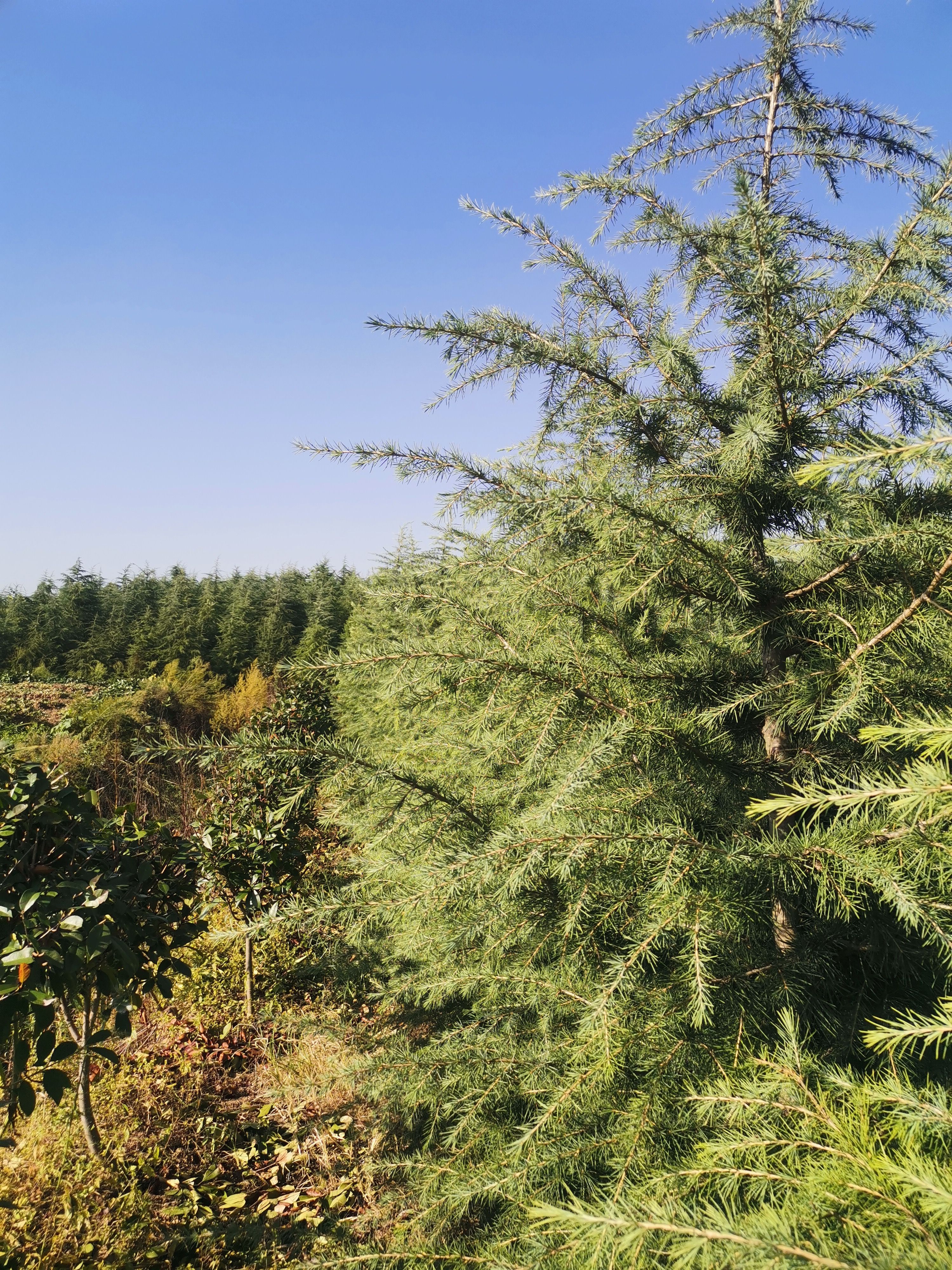 短叶雪松 雪松，红叶石楠小杯苗