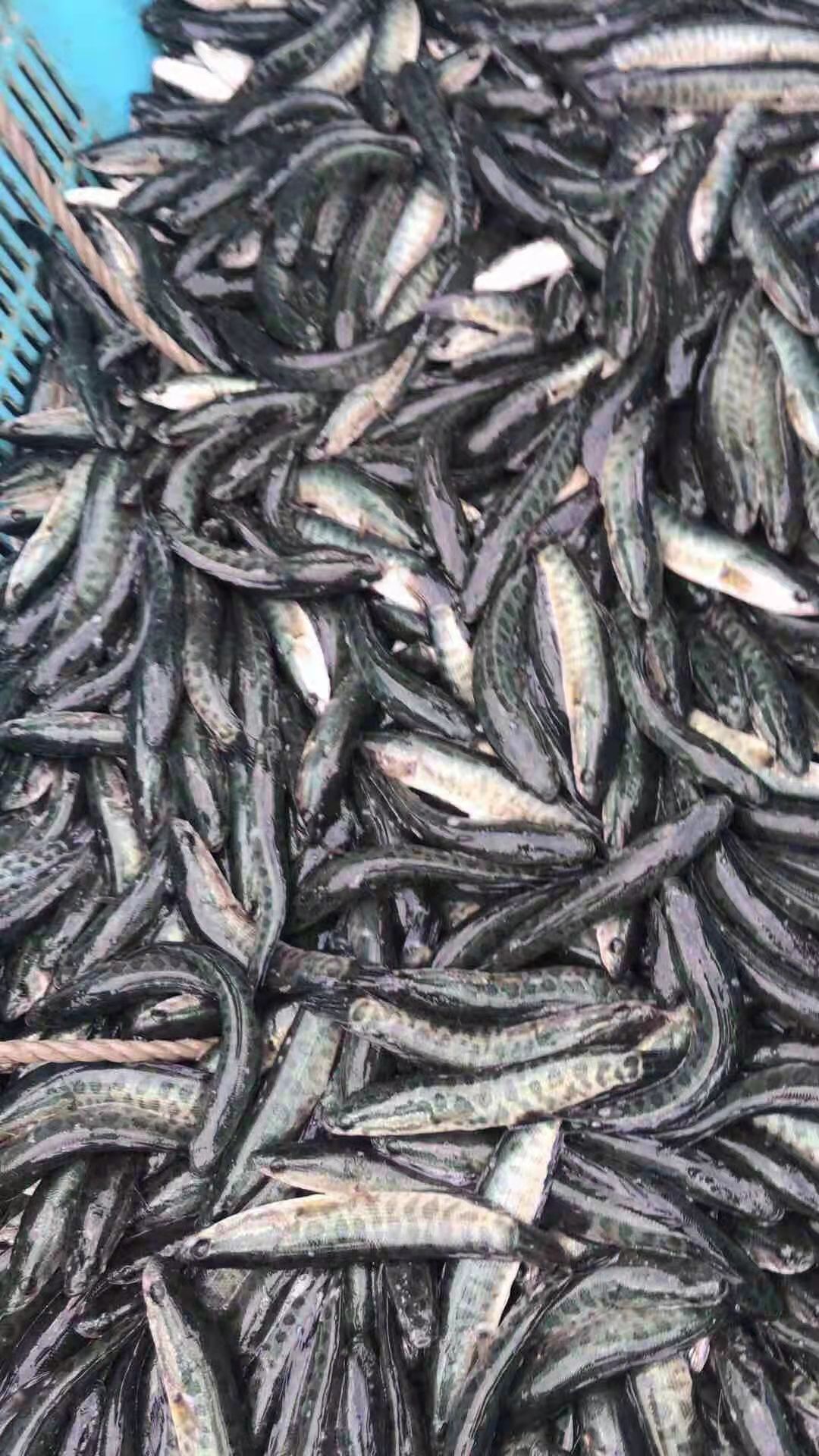 鱼苗   精品乌鱧苗