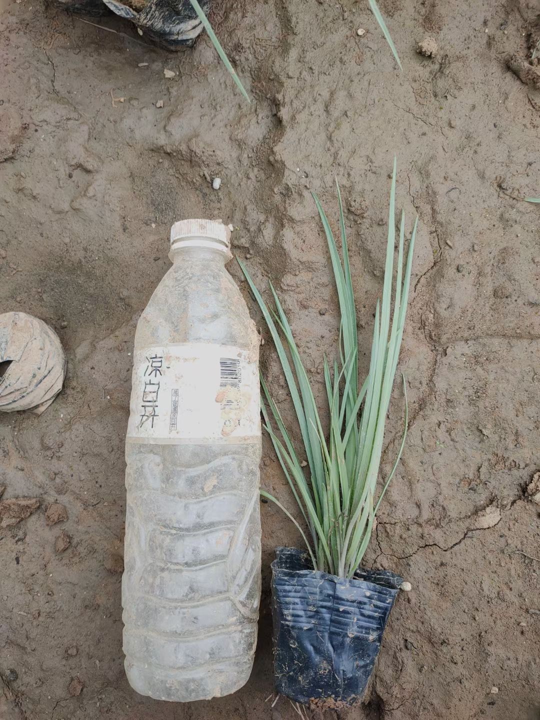 紫露草地被植物 青州发货 山东潍坊培育