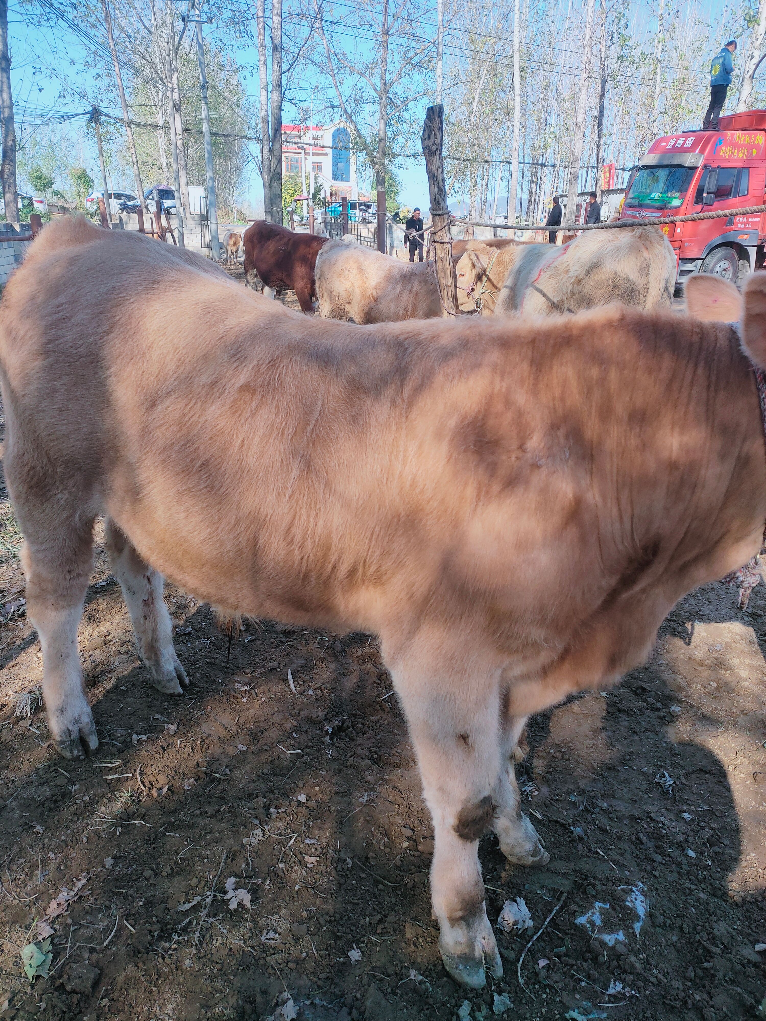 黄牛  夏南牛 300-500斤 公母混合 牛犊 4-5月龄