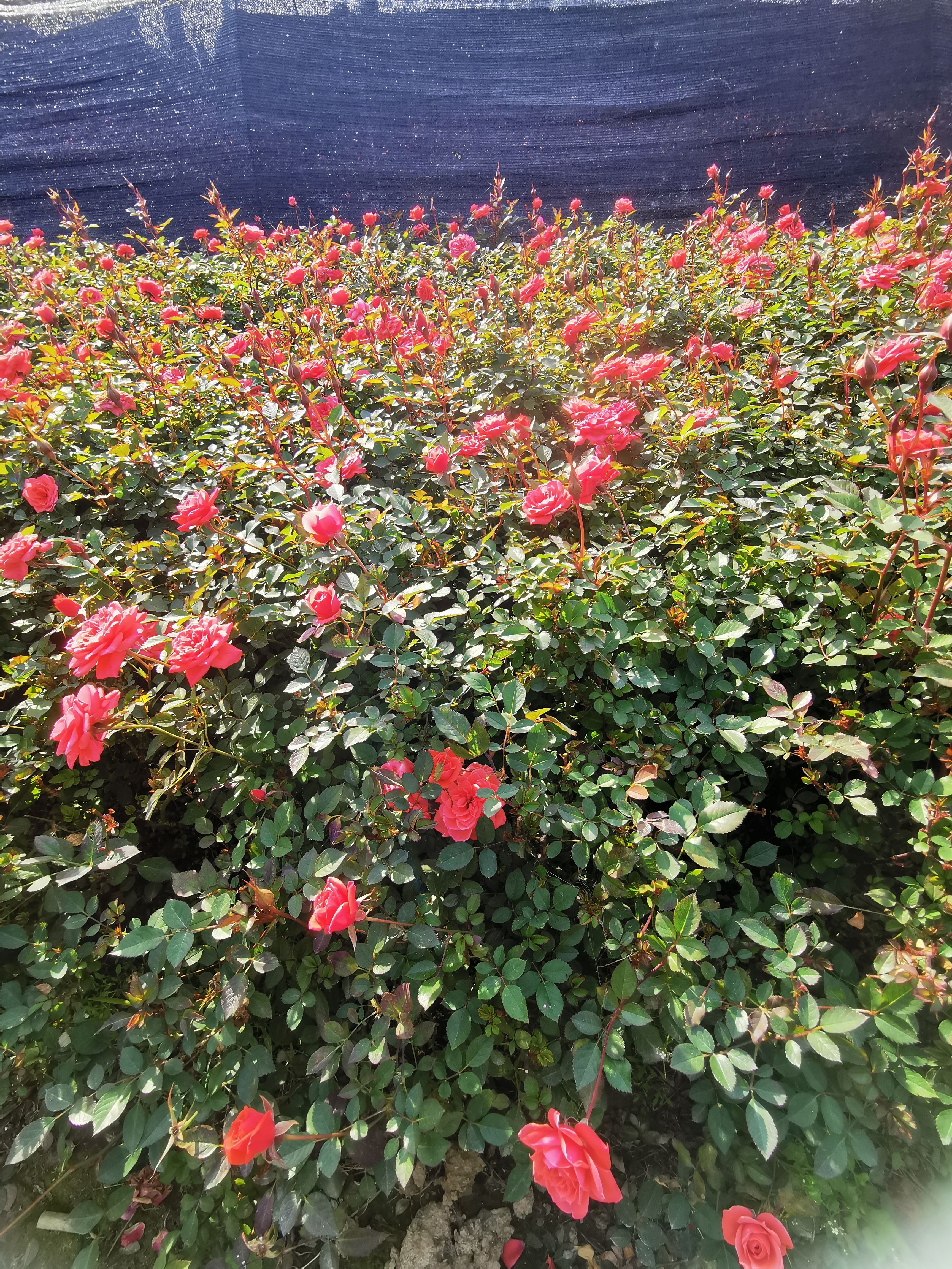  场地直销 玫瑰苗 丰花月季 量大价优