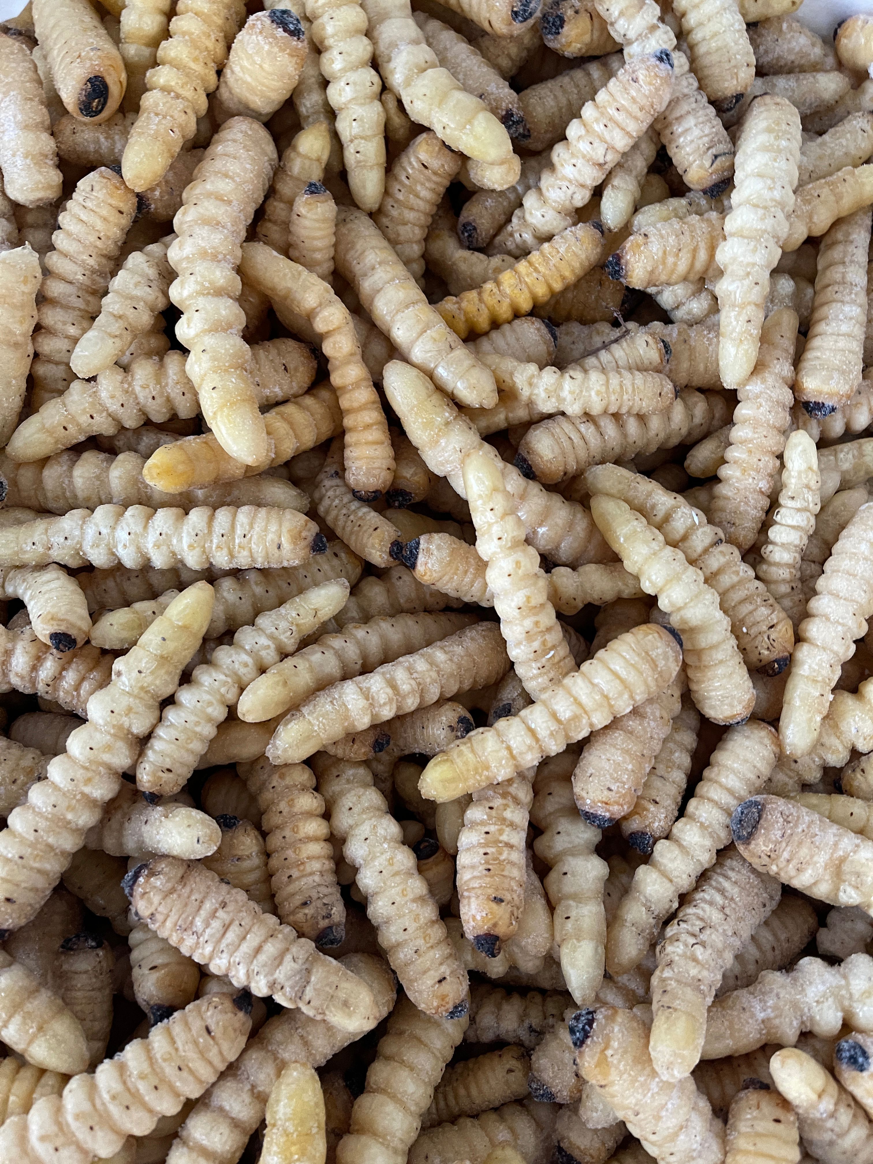 纯干大柴虫木花哈虫现 货现货现货 货  质量超好