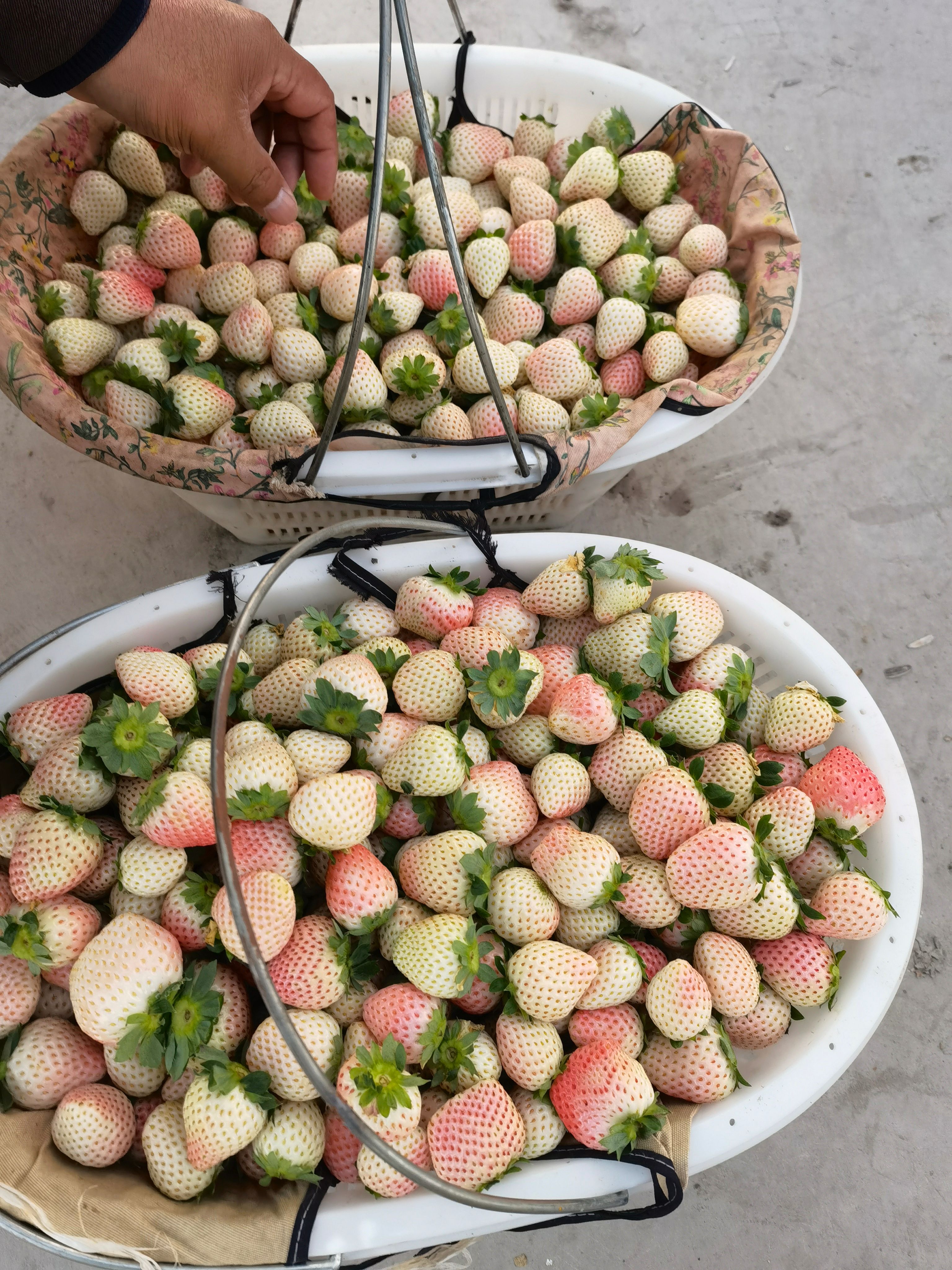 “基地直发”长丰红颜草莓   欢迎社区团购  大经销商洽谈