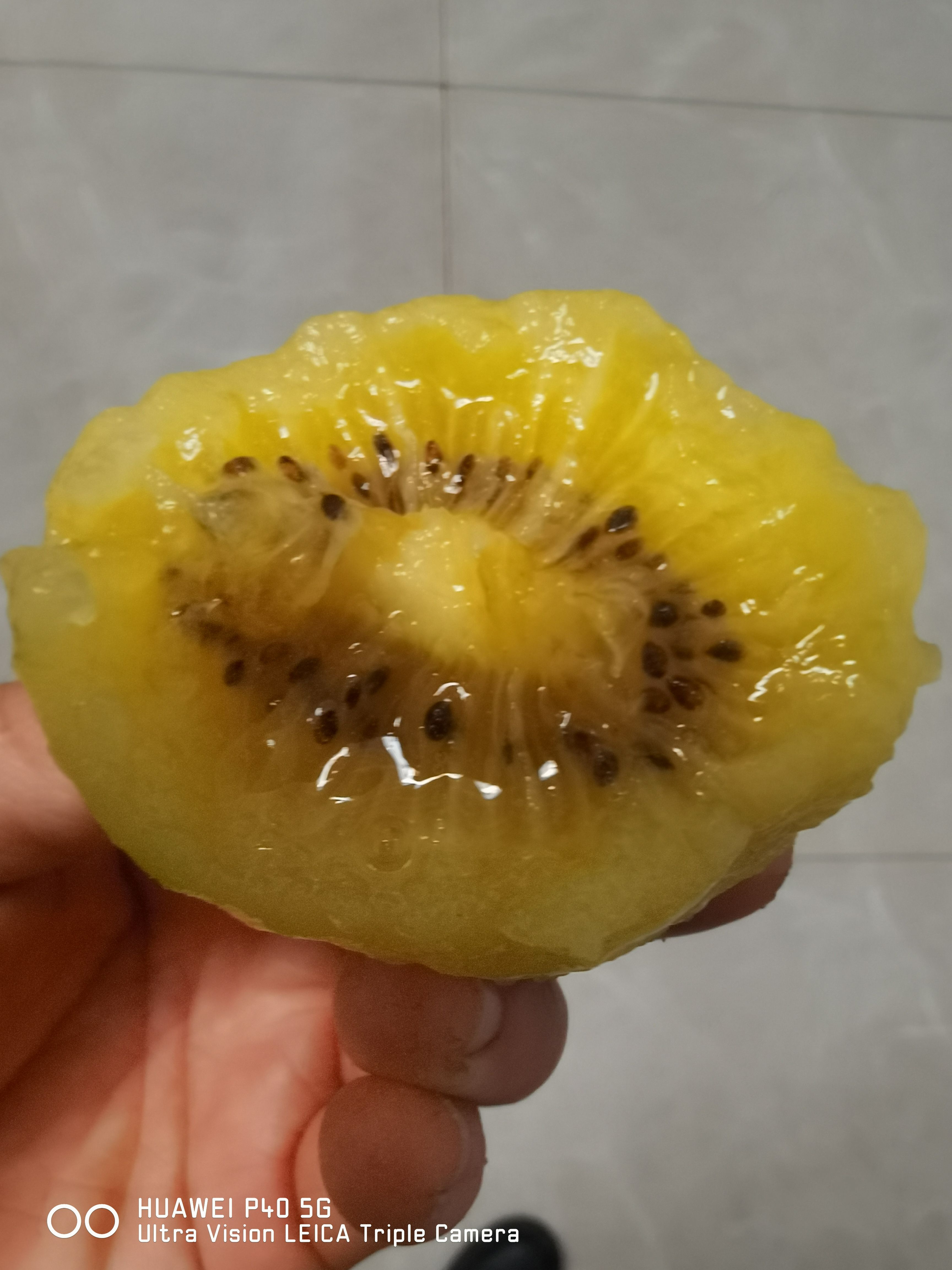 红阳猕猴桃苗 猕猴桃苗嫁接苗