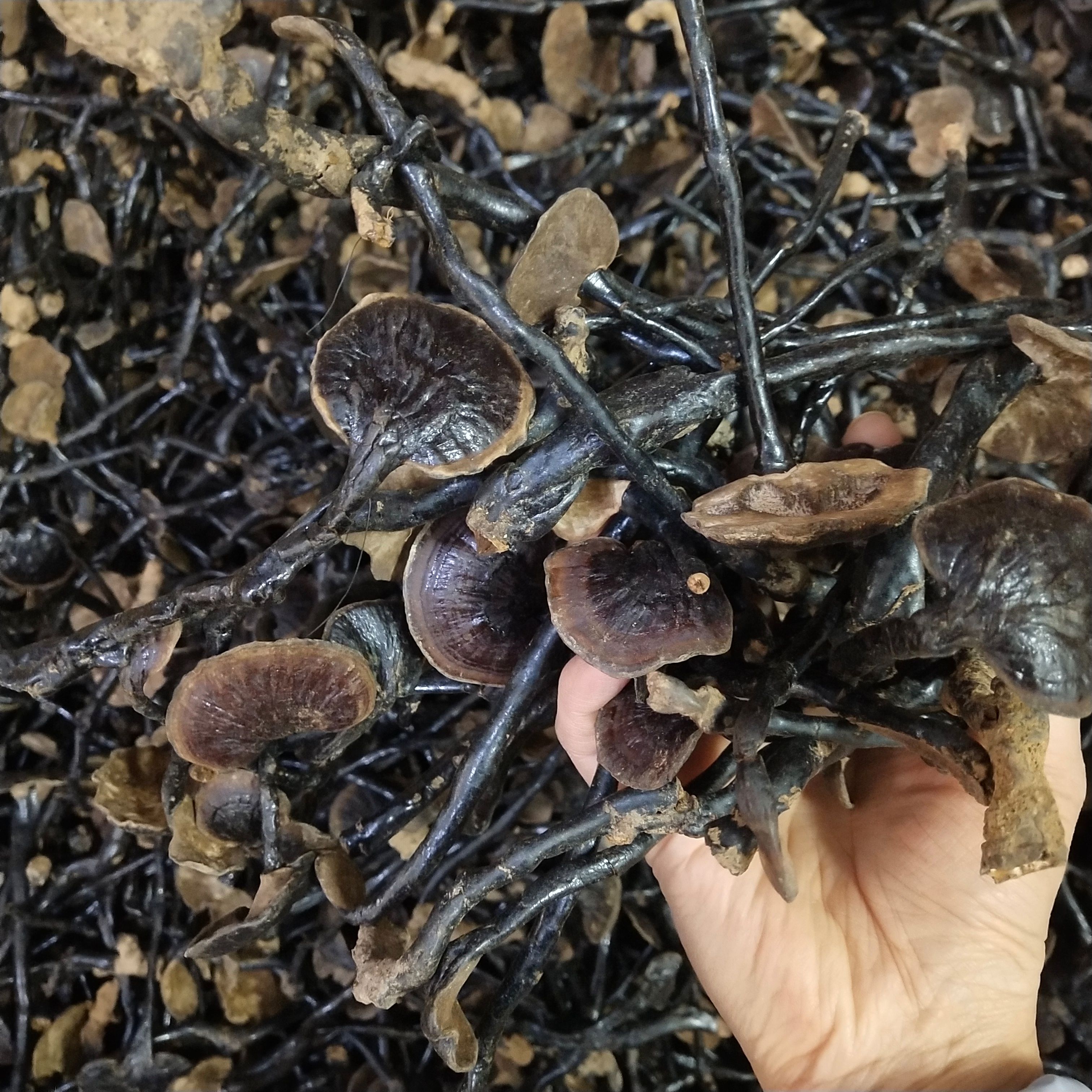 竹灵芝500克包邮长颈灵芝小红灵芝竹灵芝煮汤泡水批发