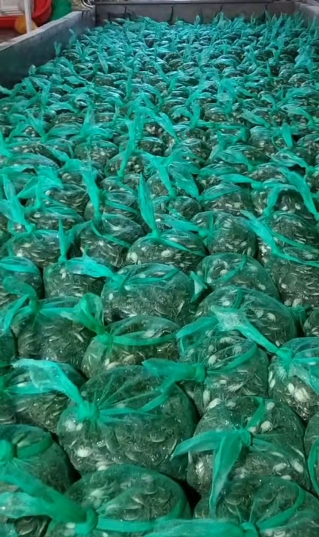 扣蟹苗 大闸蟹苗