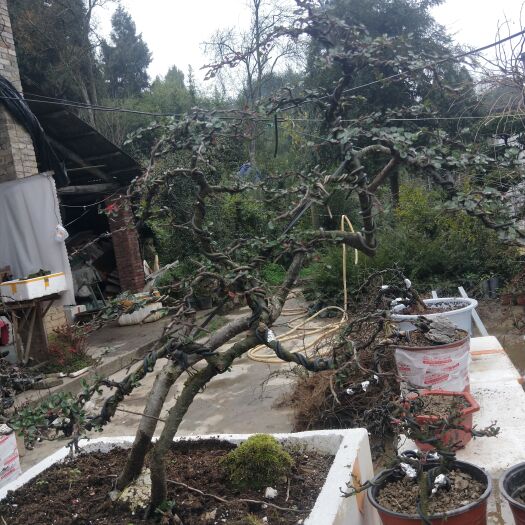 习水县平枝栒子