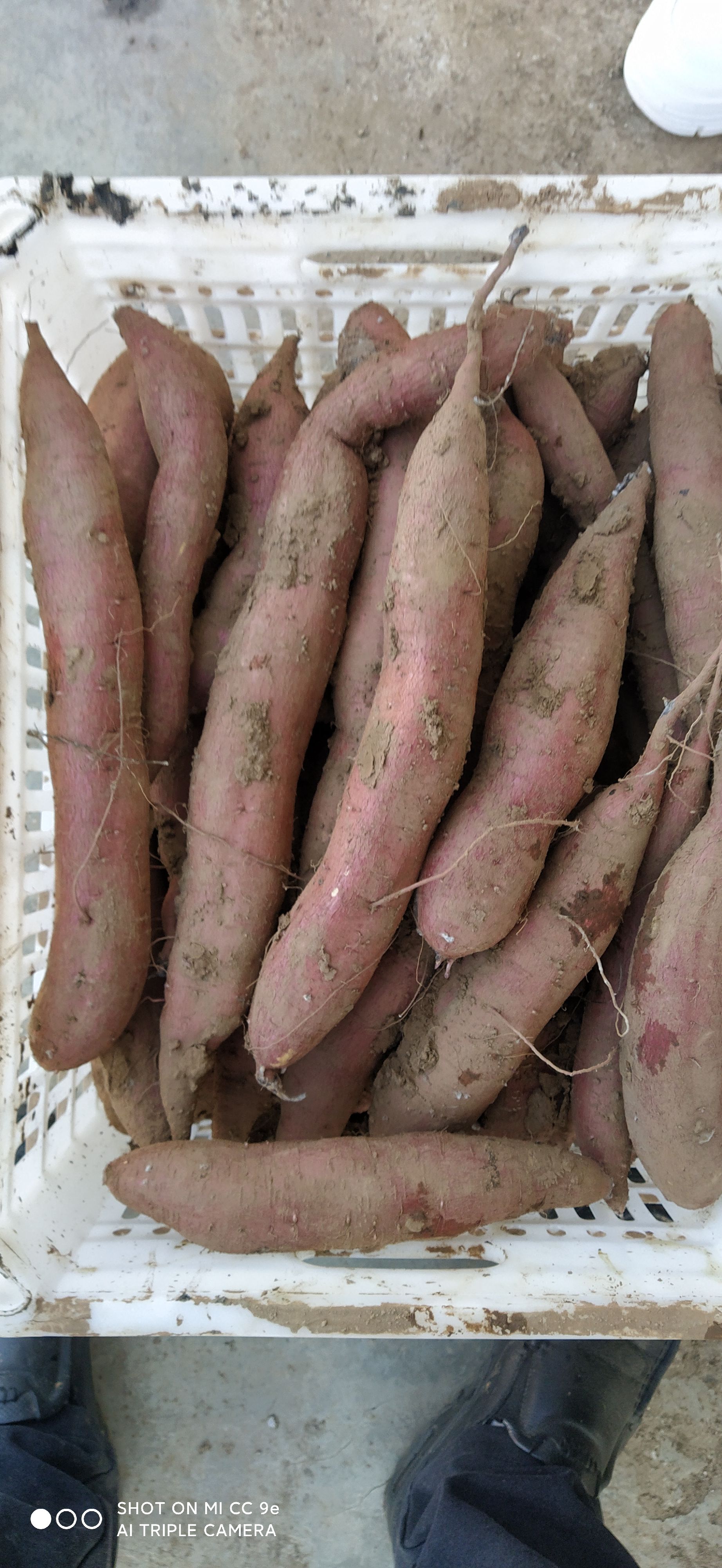 板栗薯 陕西省宝鸡市岐山县 3两以上 红皮 