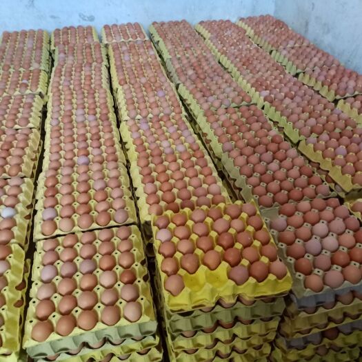石家庄红壳蛋 每天有120件33---40精品小红蛋出售，有需要的客户请下