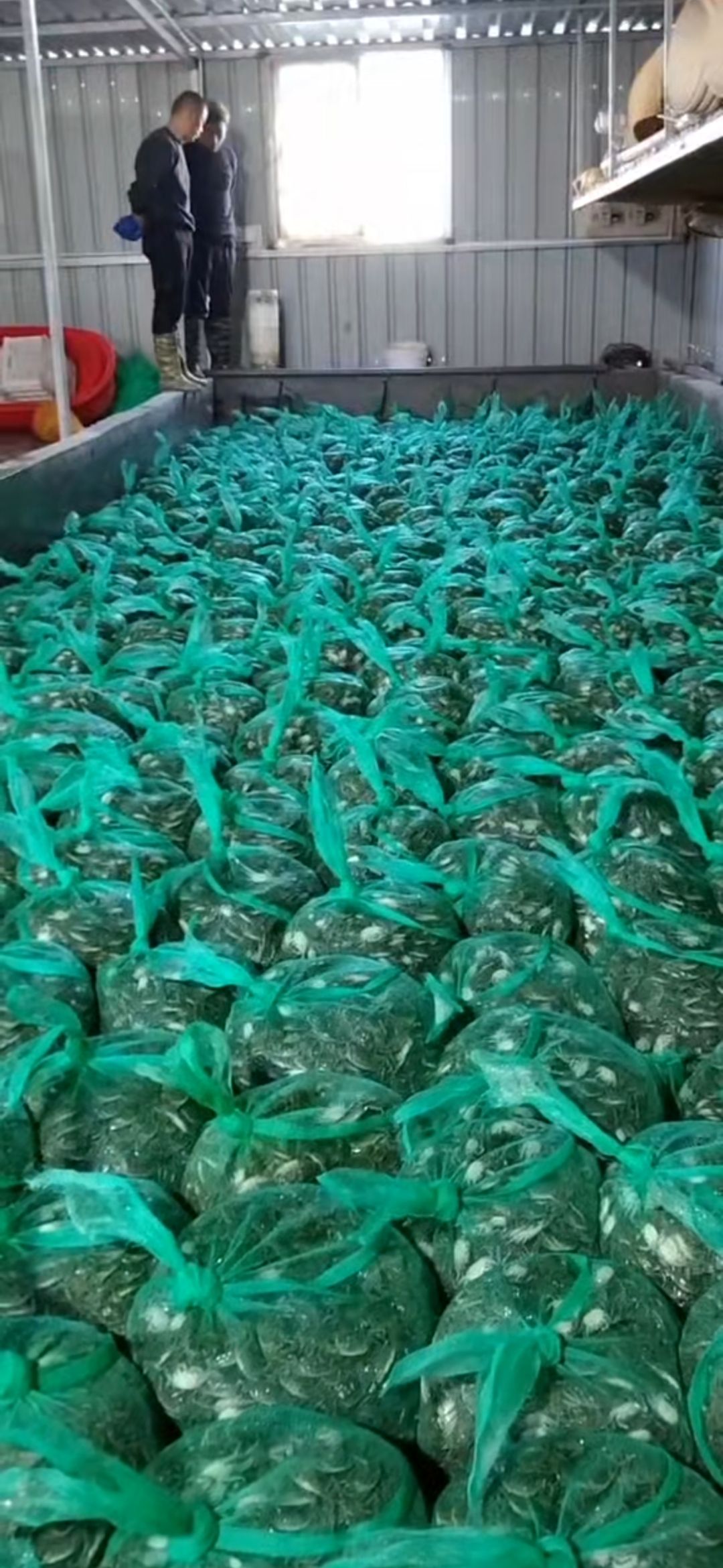 扣蟹苗 大闸蟹苗