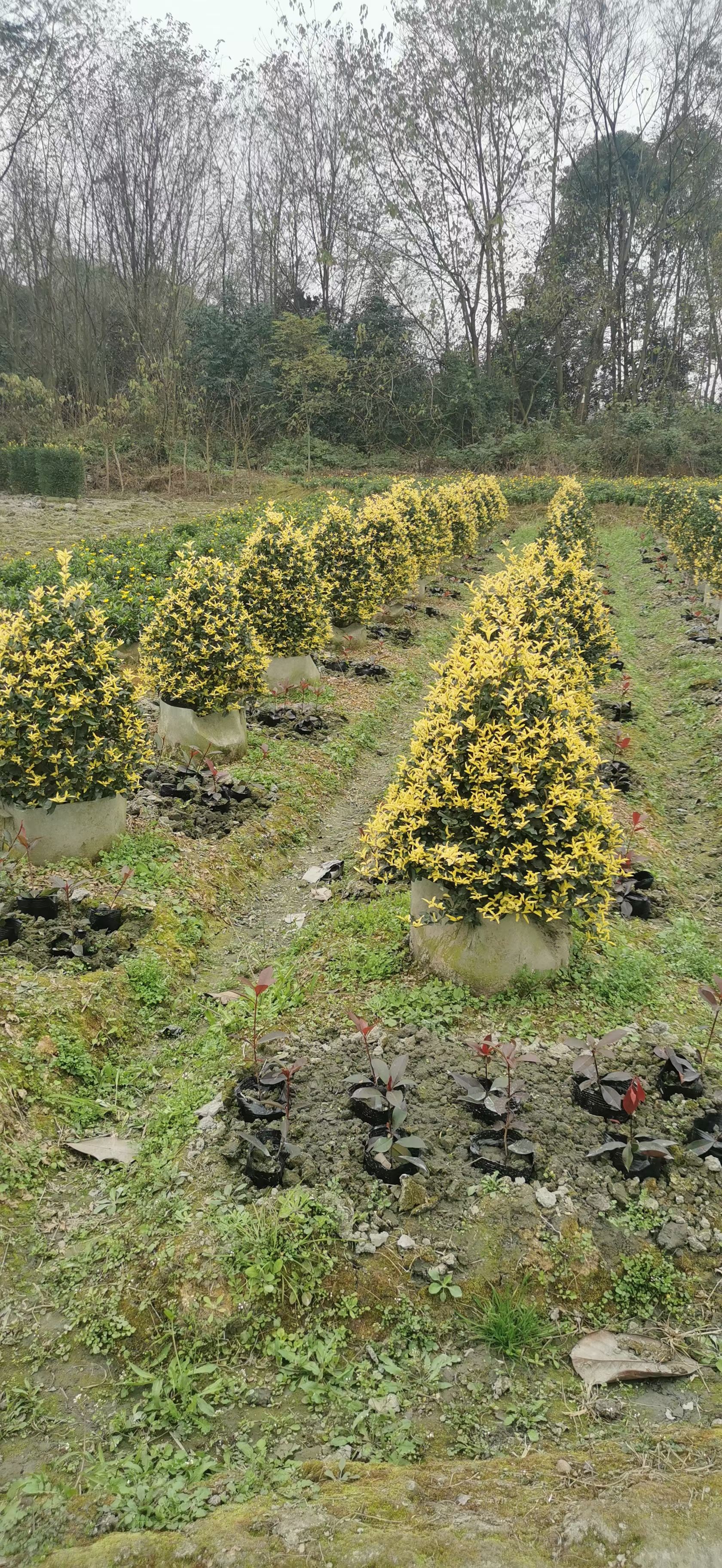 金禾女贞塔形，圣诞树状，庭院花镜植物