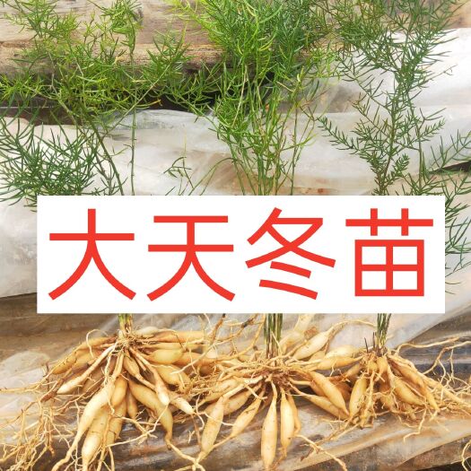 灵山县天门冬苗   天冬苗   产高 苗场直销批发