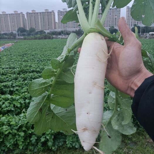 平远县白萝卜 广东省梅州市平远县 1.5~2斤