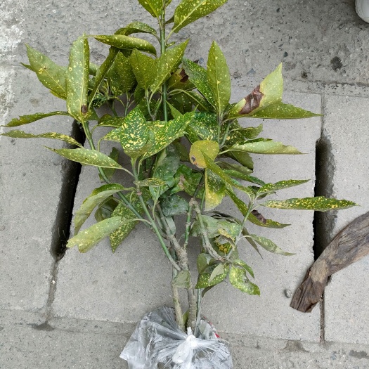 成都 洒金珊瑚