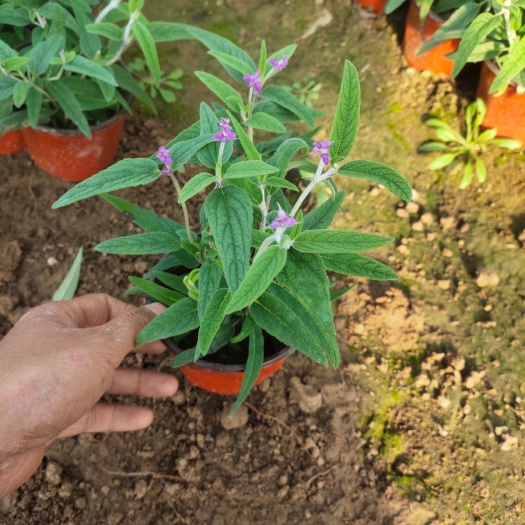 青州市墨西哥鼠尾草价格 墨西哥鼠尾草产地 绿化用墨西哥鼠尾草