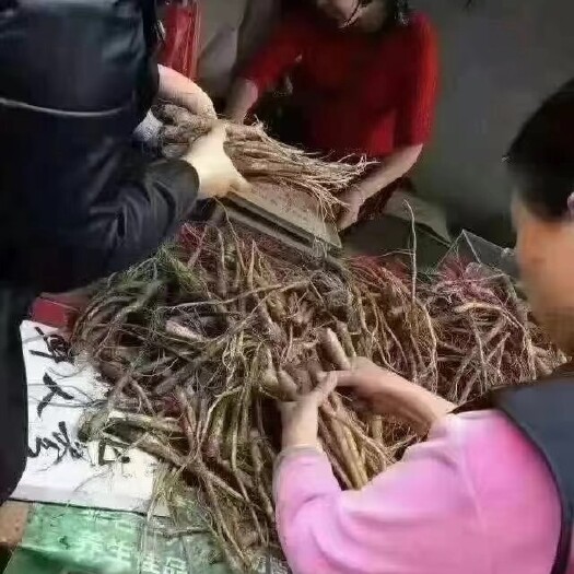 广州林下参 长白山人参 东北鲜人参 个头大 实物图