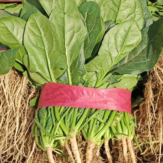 滑县大叶菠菜 菠菜，优质小菠菜，产地直发，量大从优！