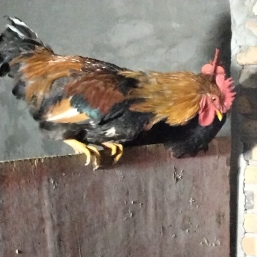 周口土鸡 散养柴公鸡，肉质好