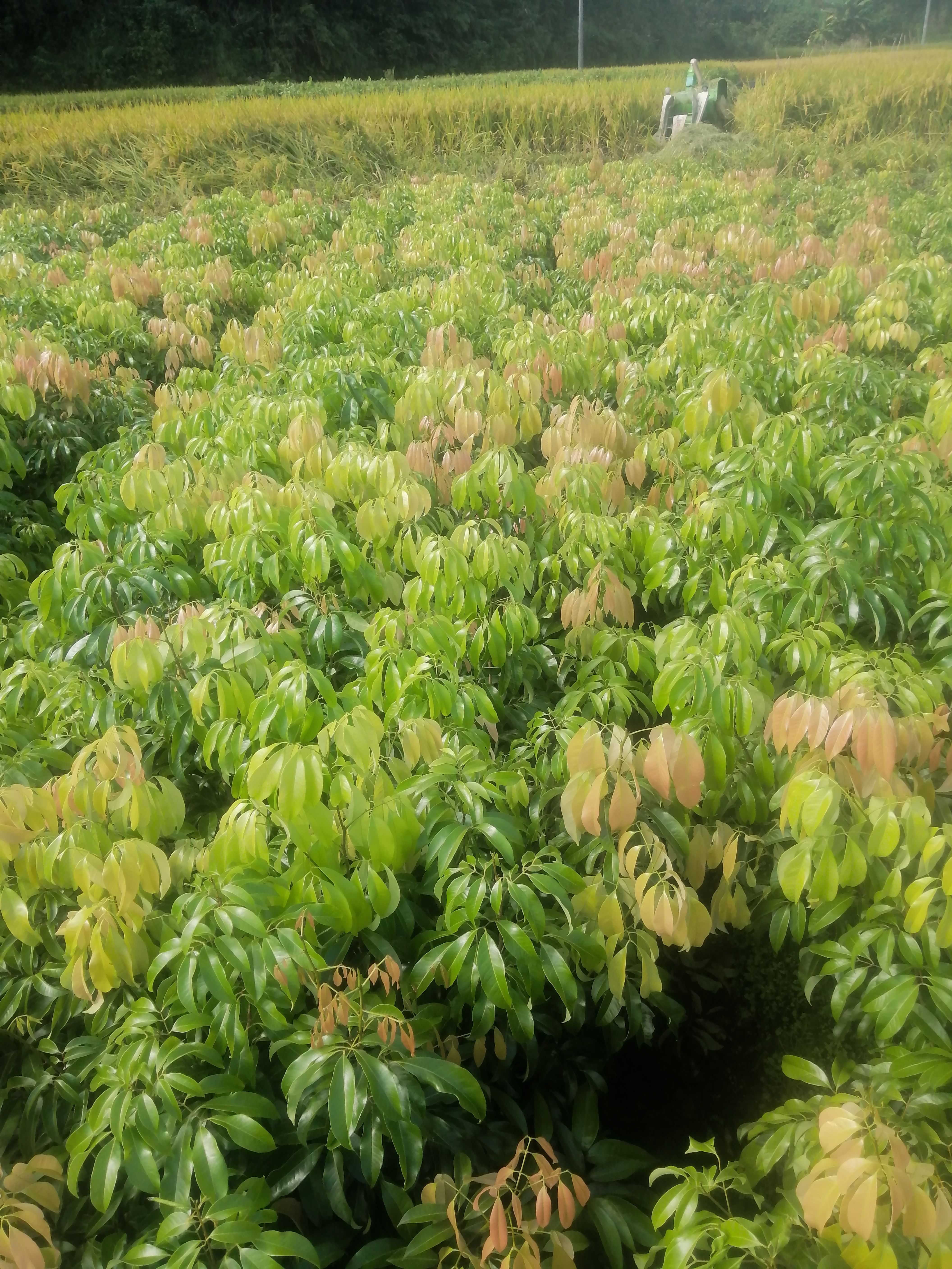 妃子笑荔枝苗  广西桂味荔枝妃子笑三月红