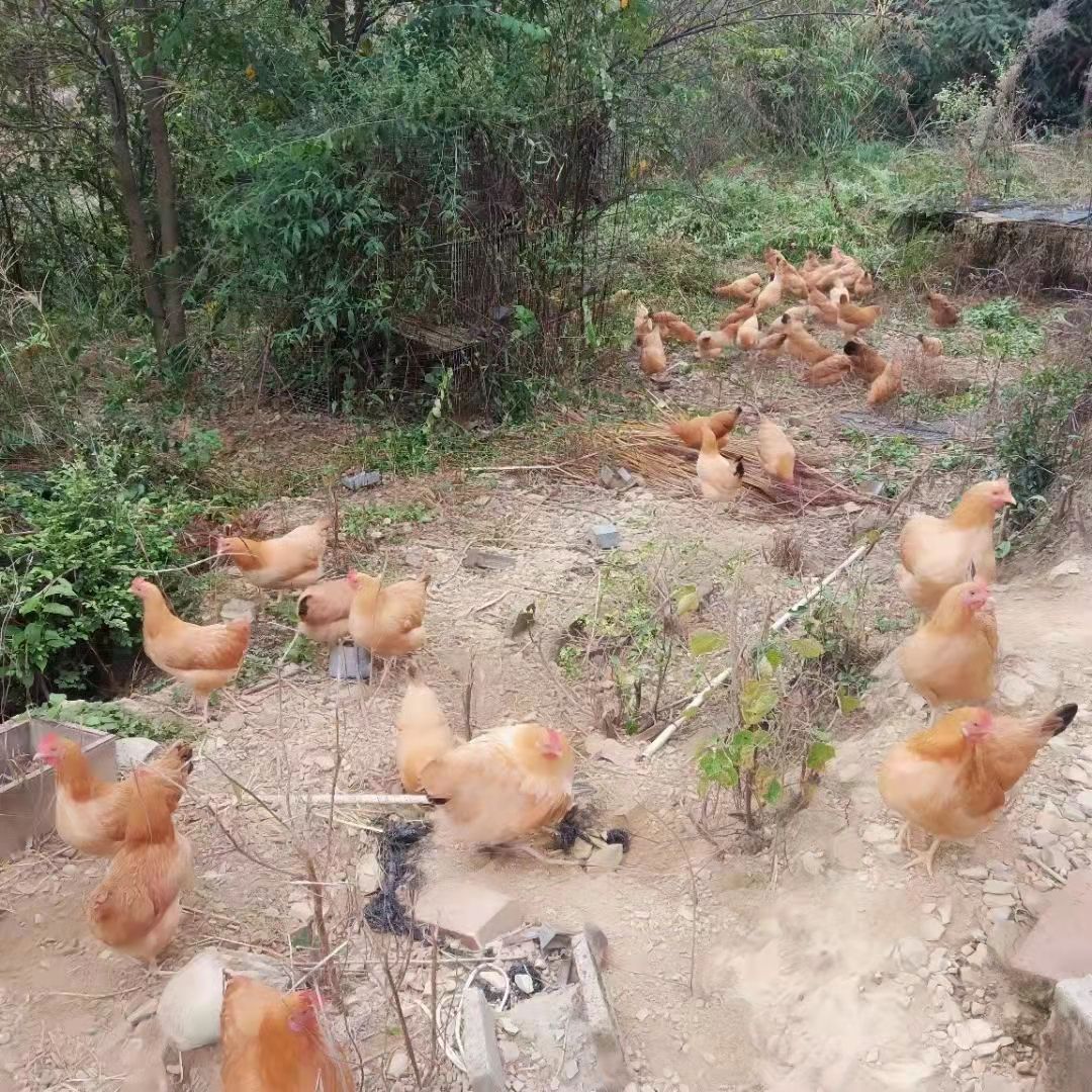 土鸡蛋炒蒸煮金黄 蛋黄饱满新鲜养殖场直供现捡现发！