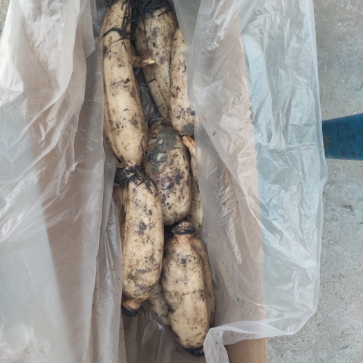 桓台县鄂莲3号 马踏湖白莲藕，口感非常好，礼盒装。送礼佳品，价格不