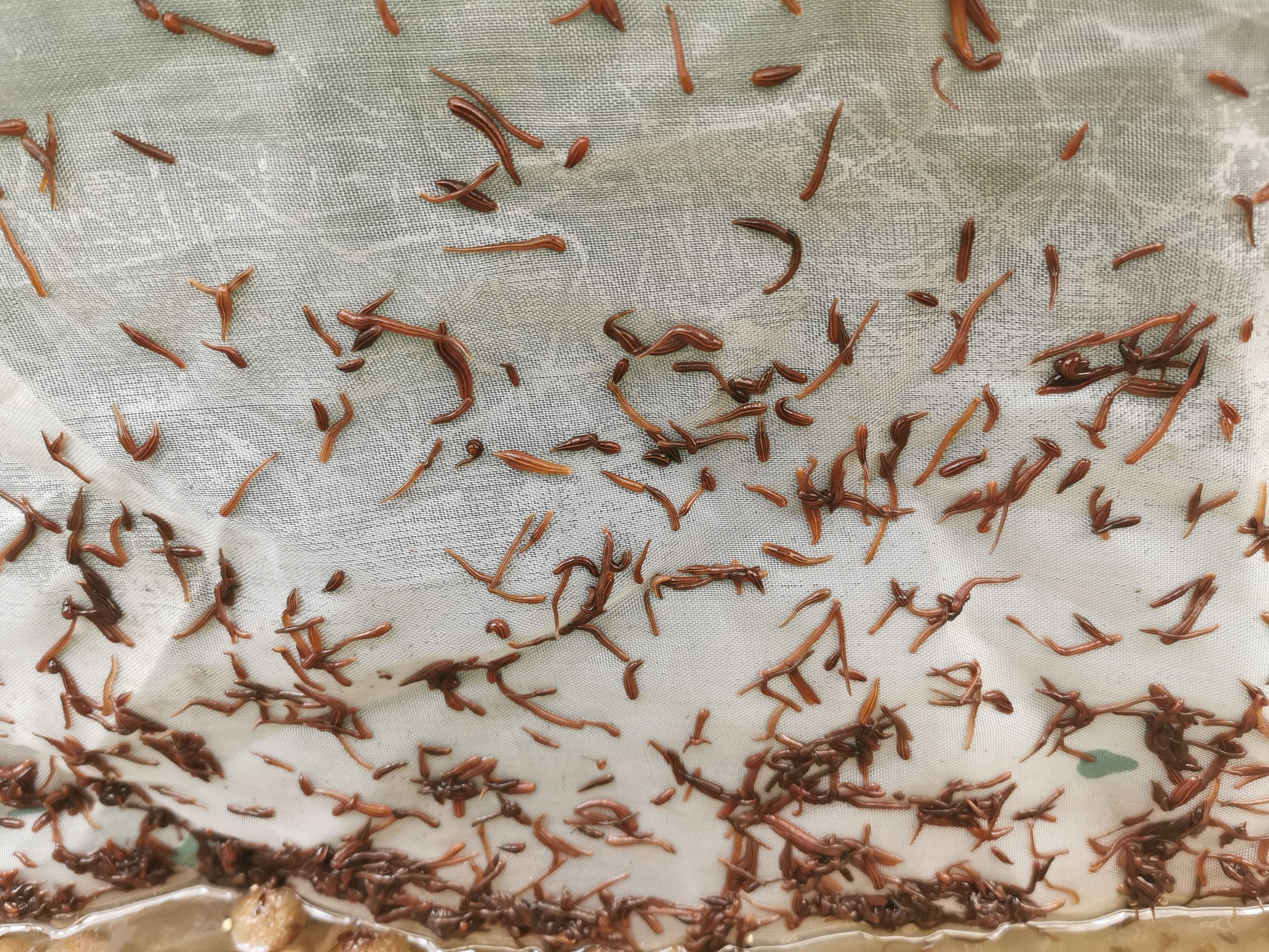 宽体金线蛭，幼苗，水蛭茧，种苗，纯江南苗