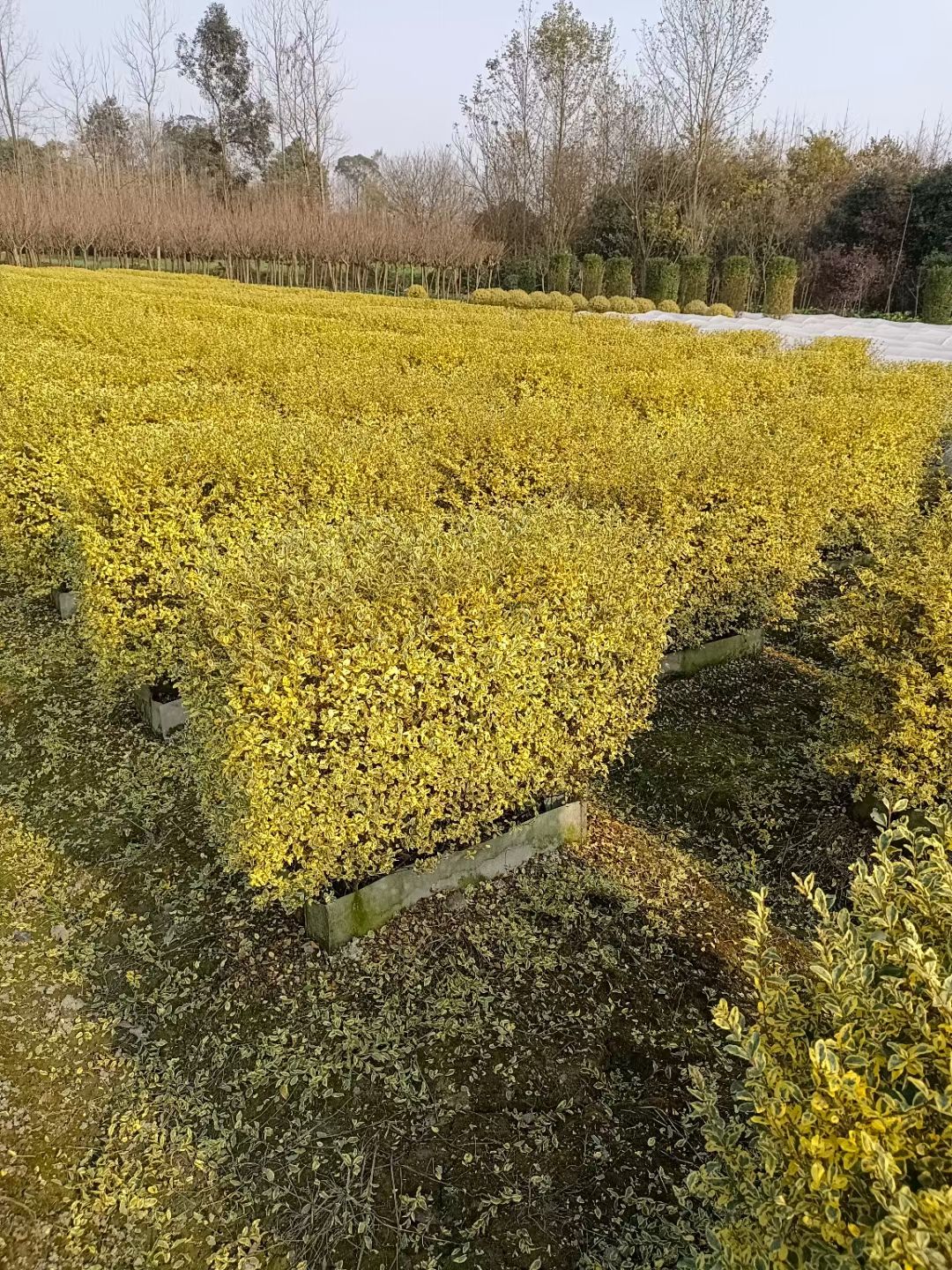 花叶女贞 女贞挡墙绿篱 金禾女贞银姬小蜡金姬小腊绿篱庭院花镜