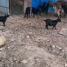 麻城市 农家散养黑山羊