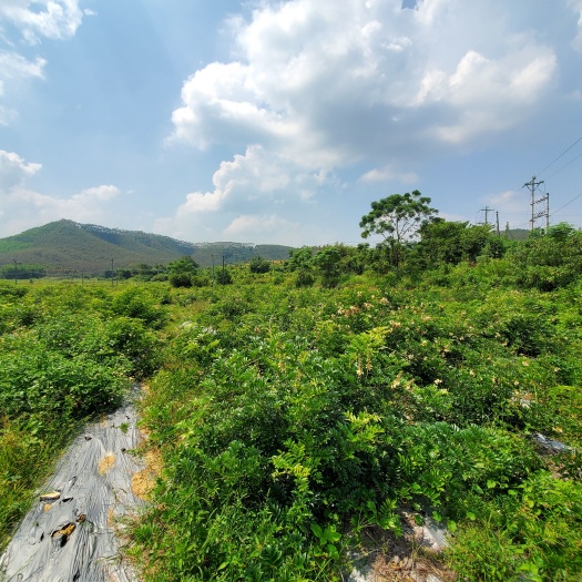 佛山中藥材種植技術 牛大力，天冬種植技術咨詢