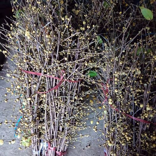 重庆市菊花切花 