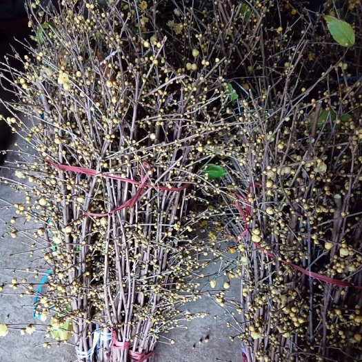 腊梅鲜切花 