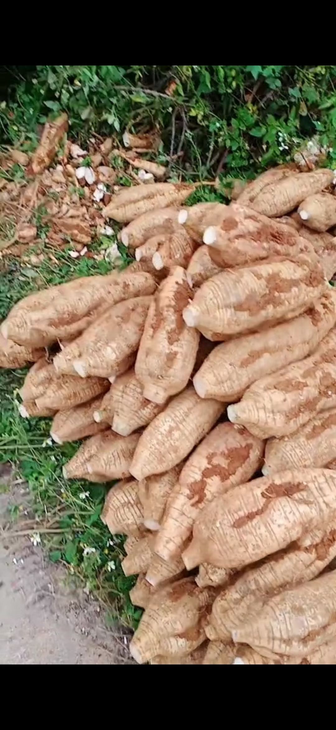 精品粉葛