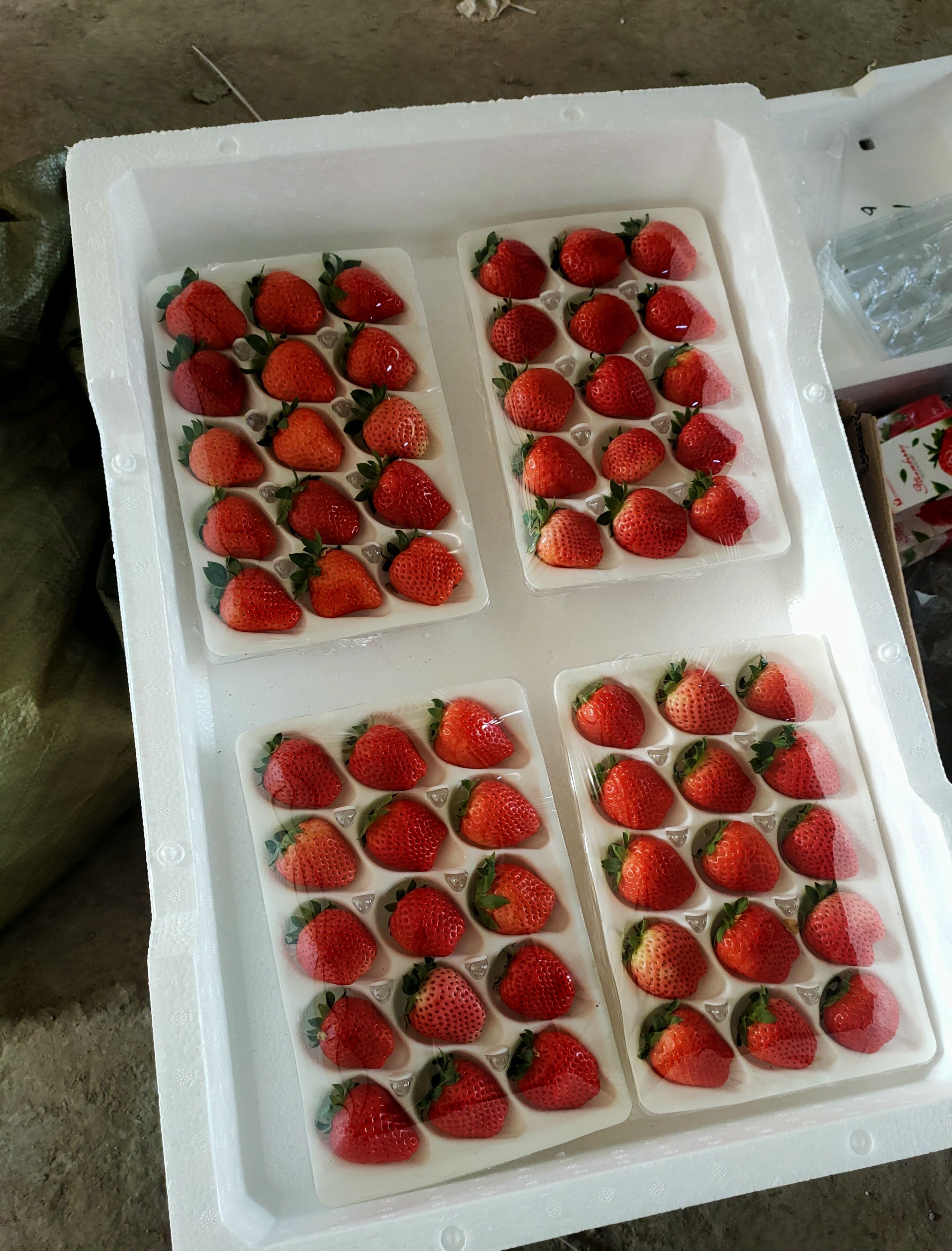 邳州市法兰地草莓 大量供应优质草莓