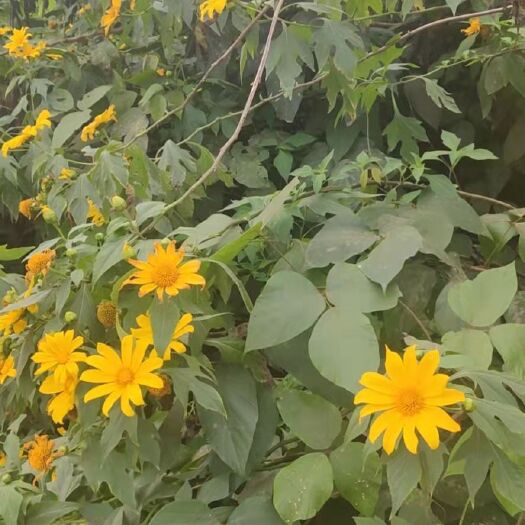 重庆市草花 的菊花