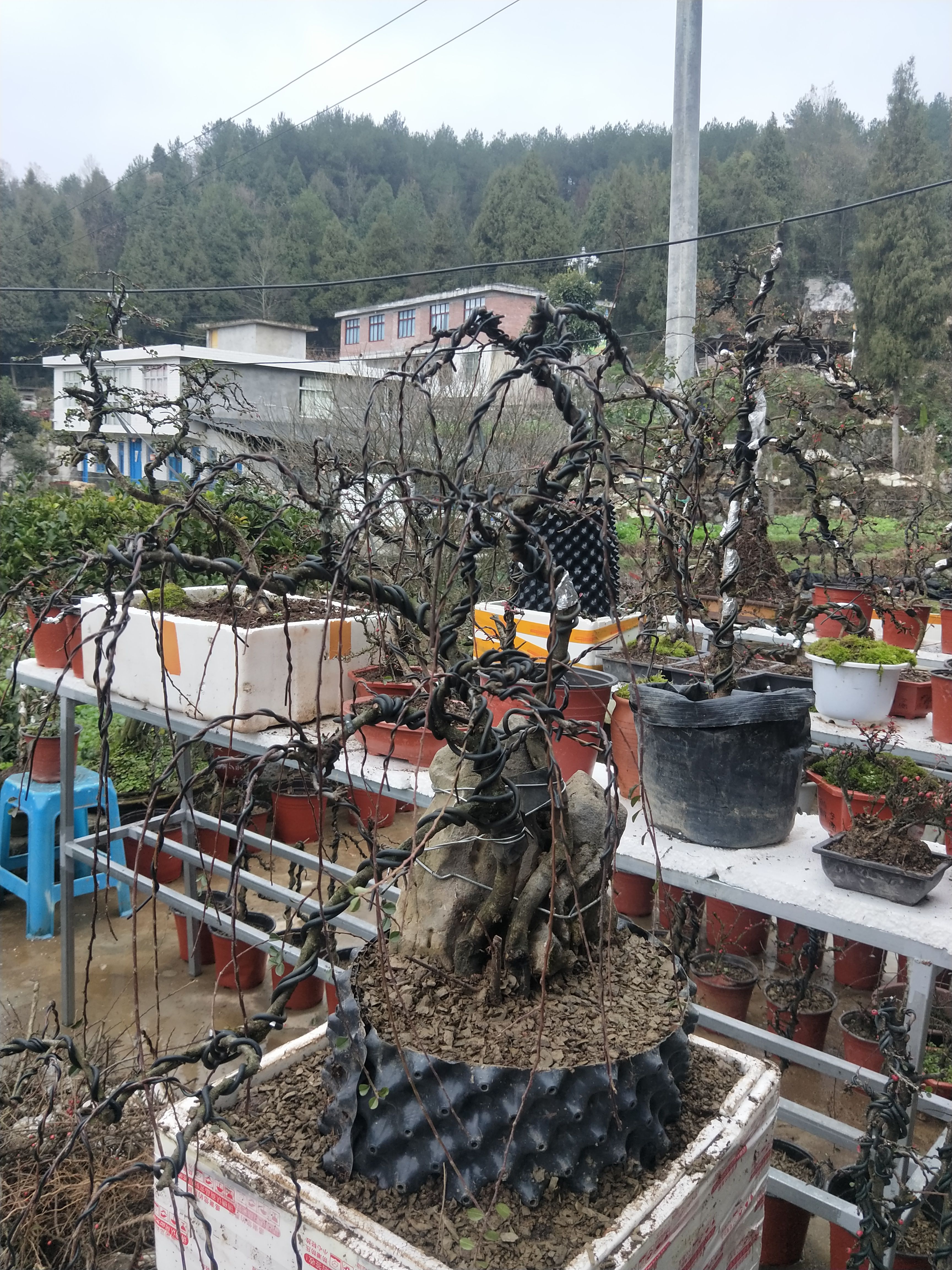 平枝栒子