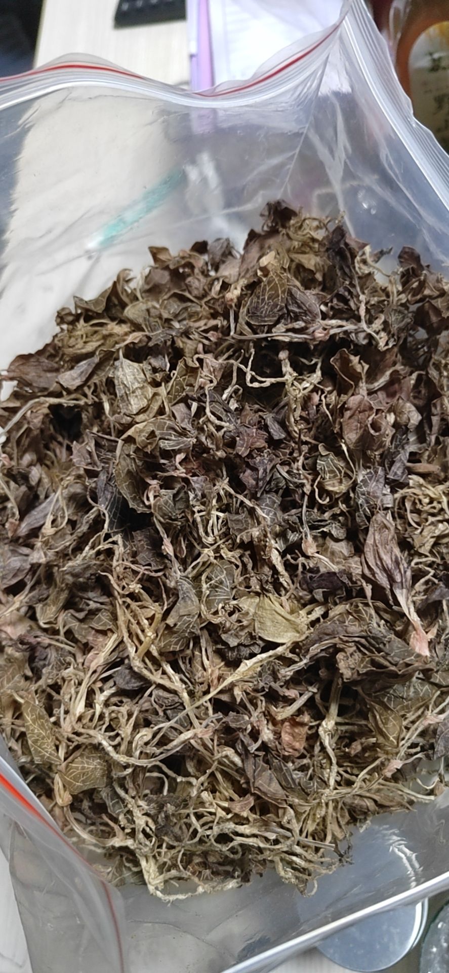 大量供应金线莲林下小苗 瓶苗小苗 断苗