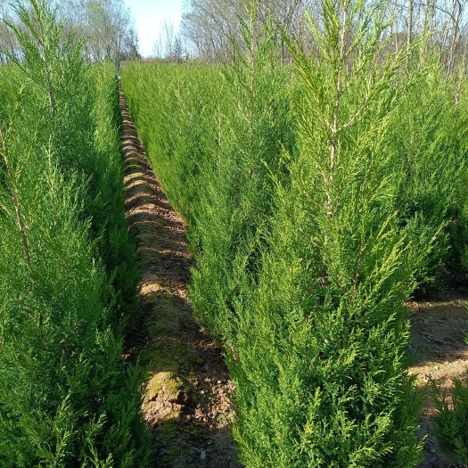 蒲城县塔柏 1.5~2米 20公分以上 1米以下 大田 1~2米 带土球发发货 A-精品 