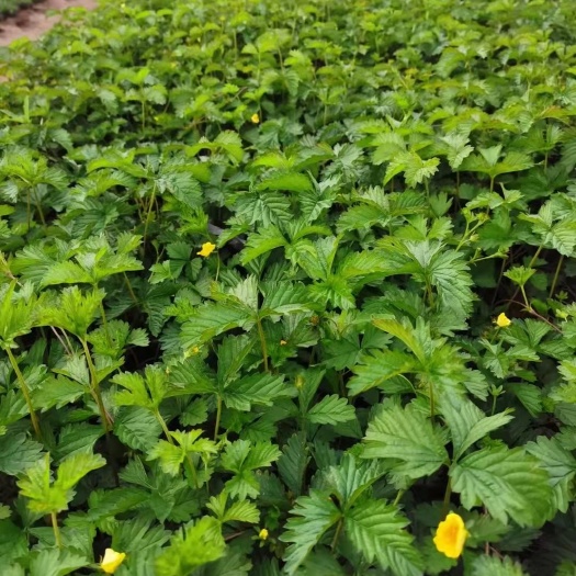 青州市委陵菜蛇莓马鞭草多品种地被绿化工程用苗